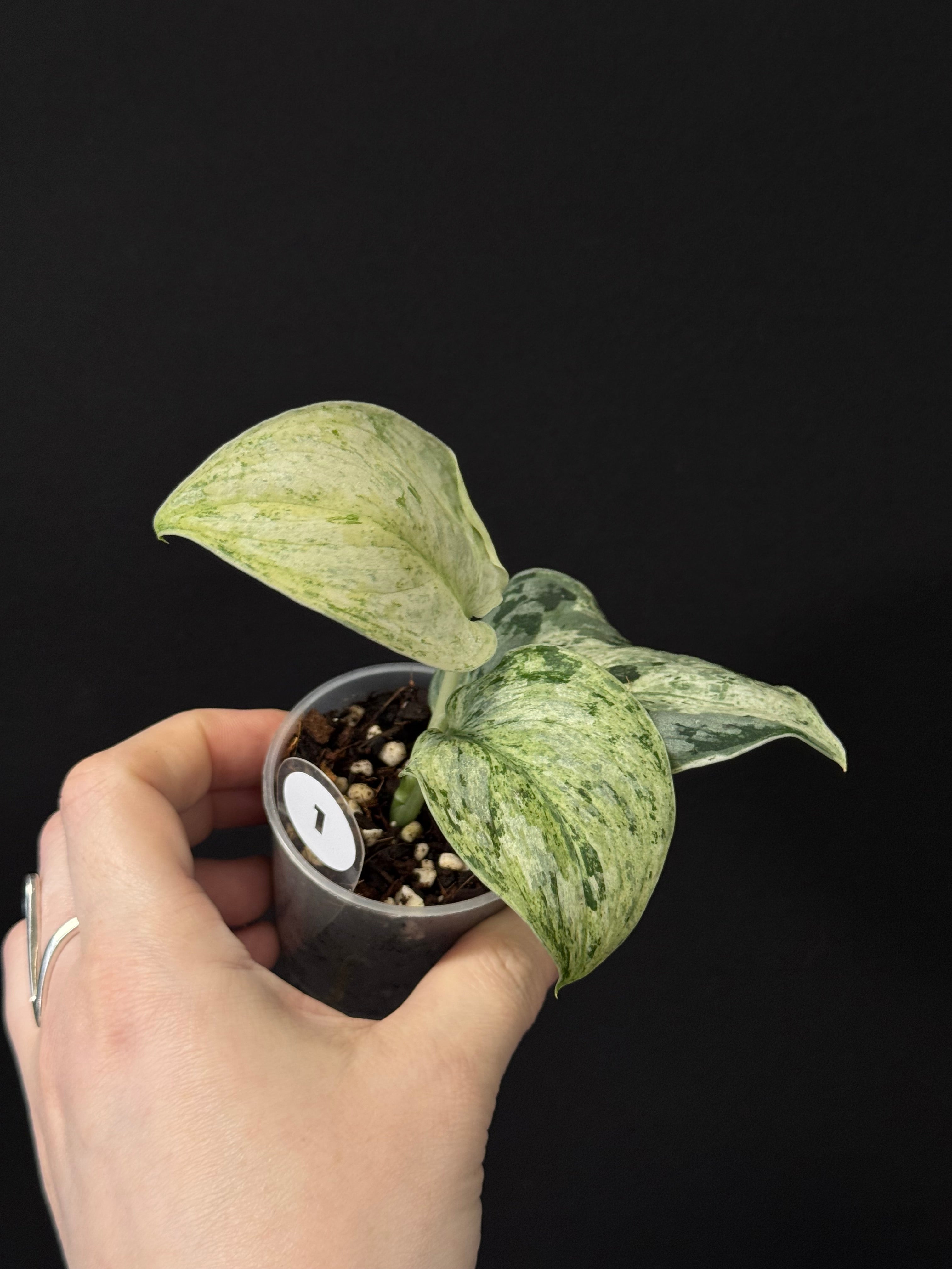 Scindapsus Peasun