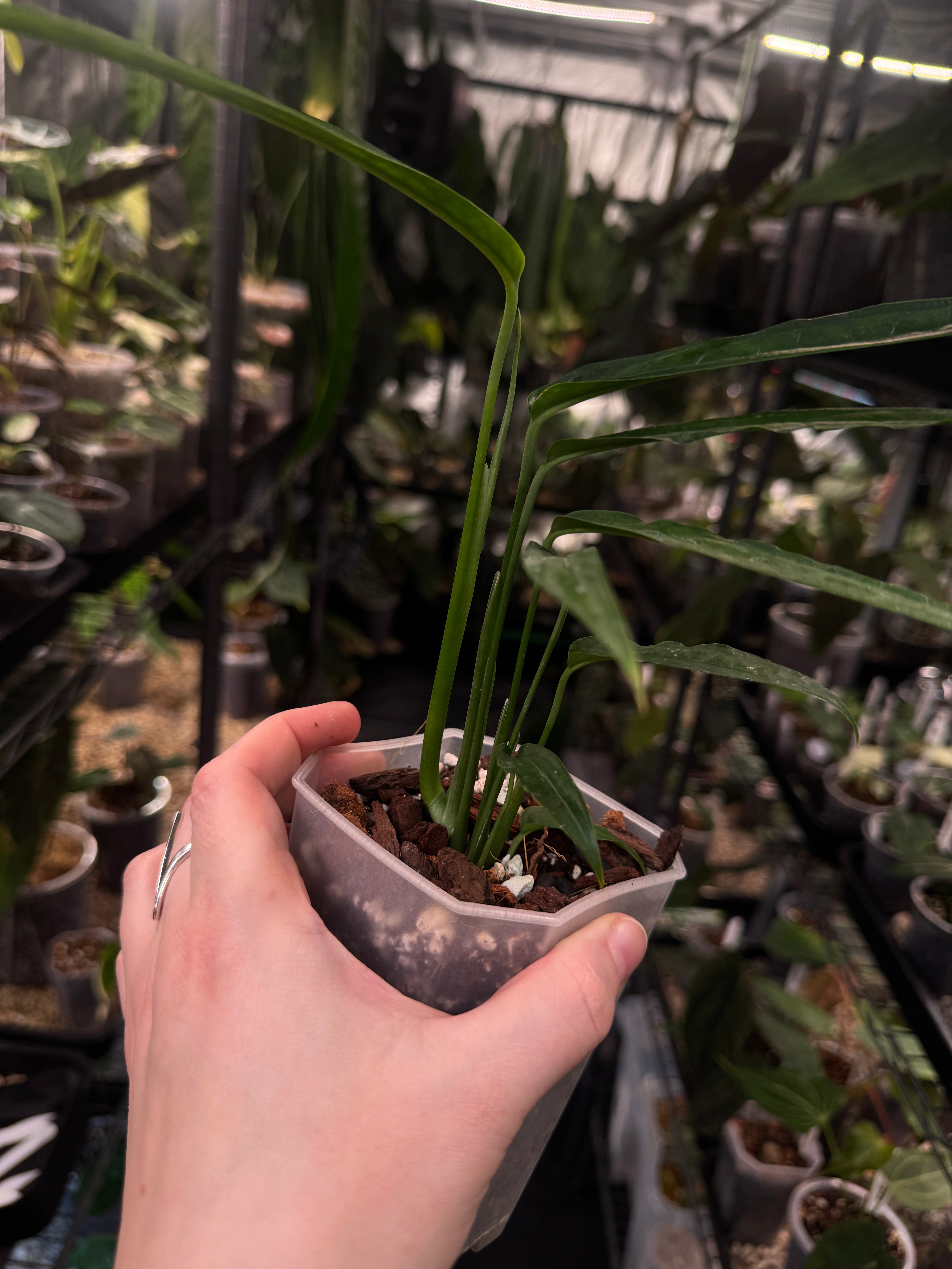 Monstera Obliqua Yasuni