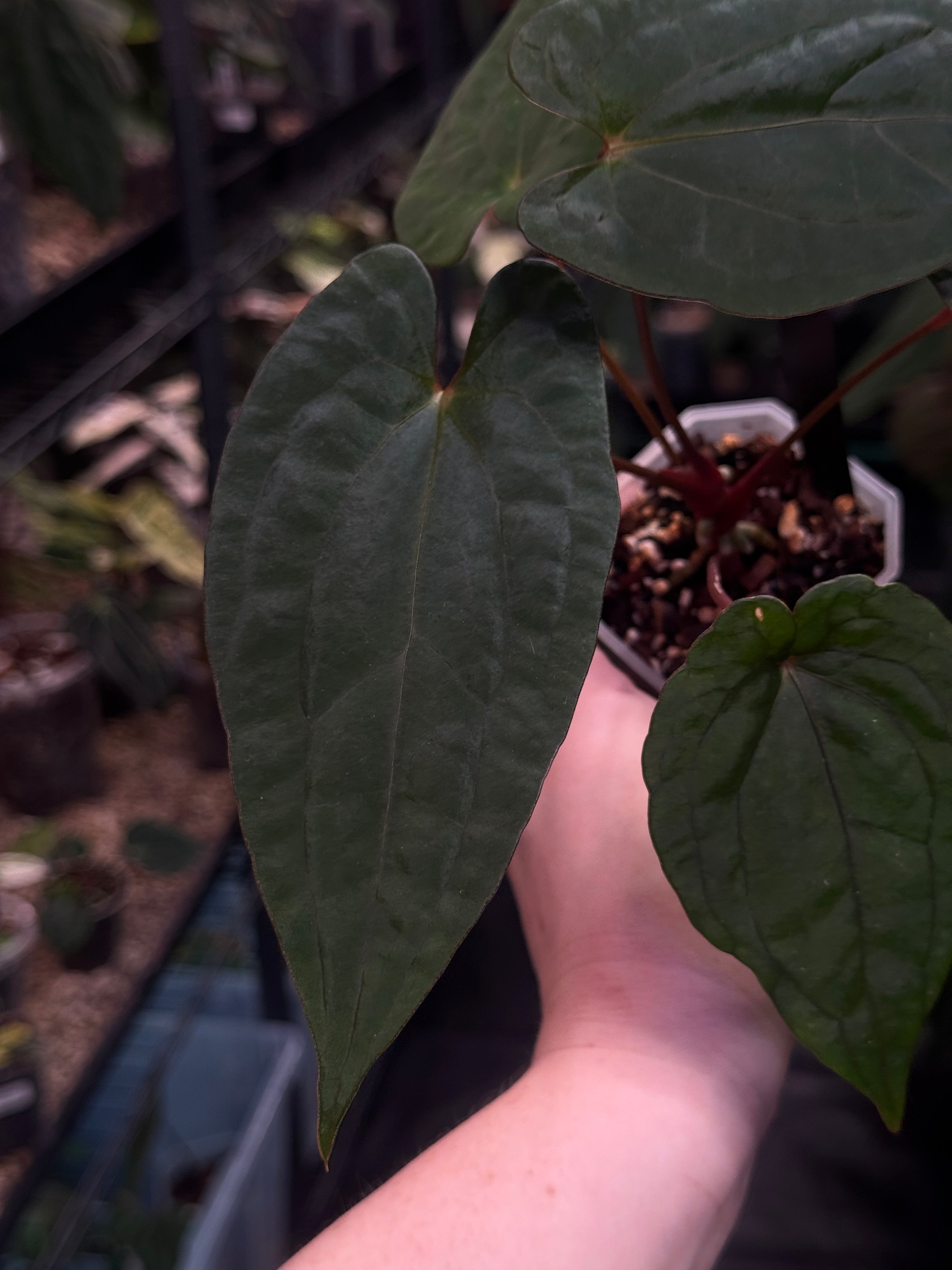 Anthurium Fort Sherman x Red Vein Dark Phoenix - Clone