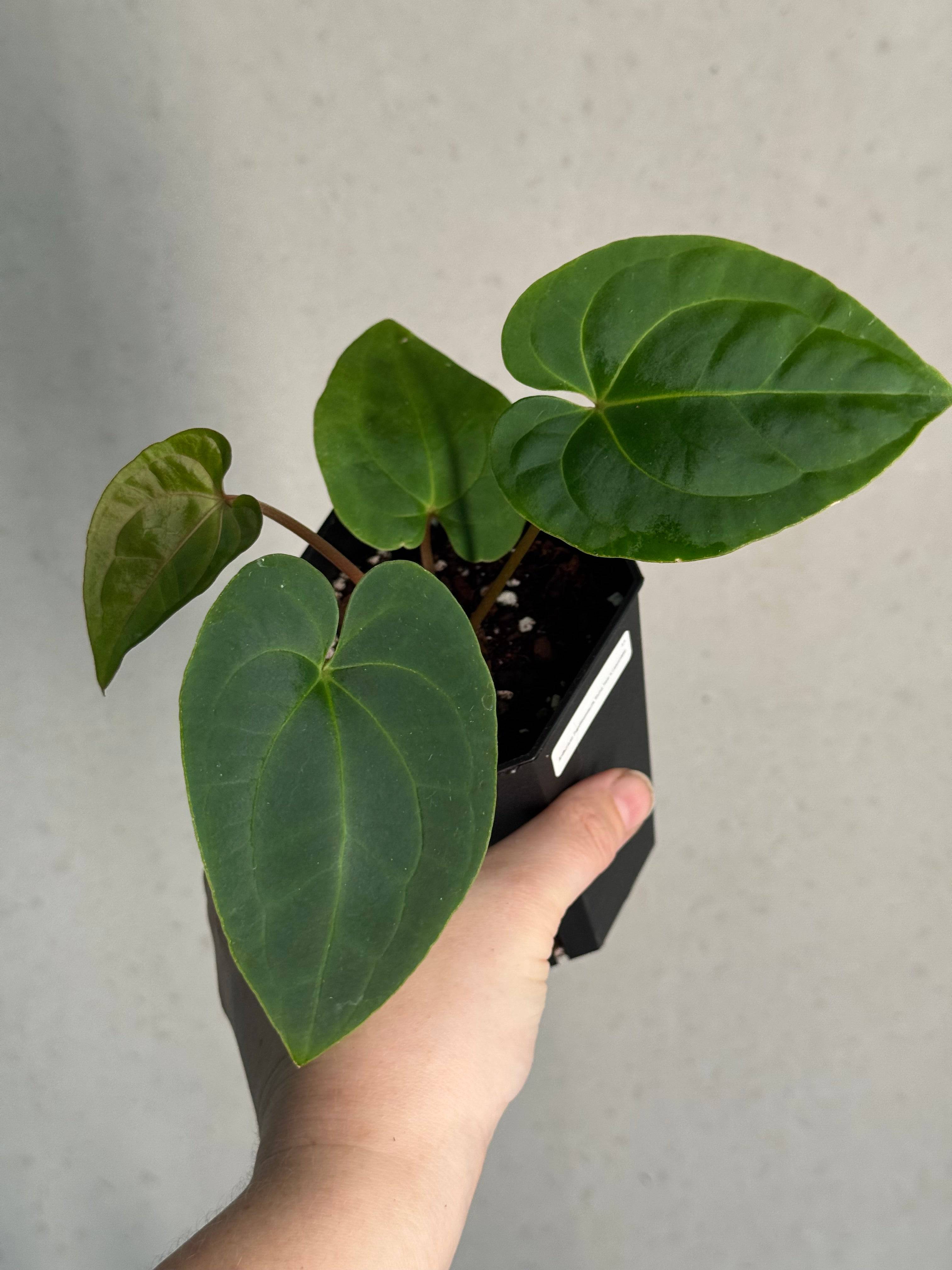 Anthurium Papillilaminum 'Guna Yala' x Luxurians - SMUKHI