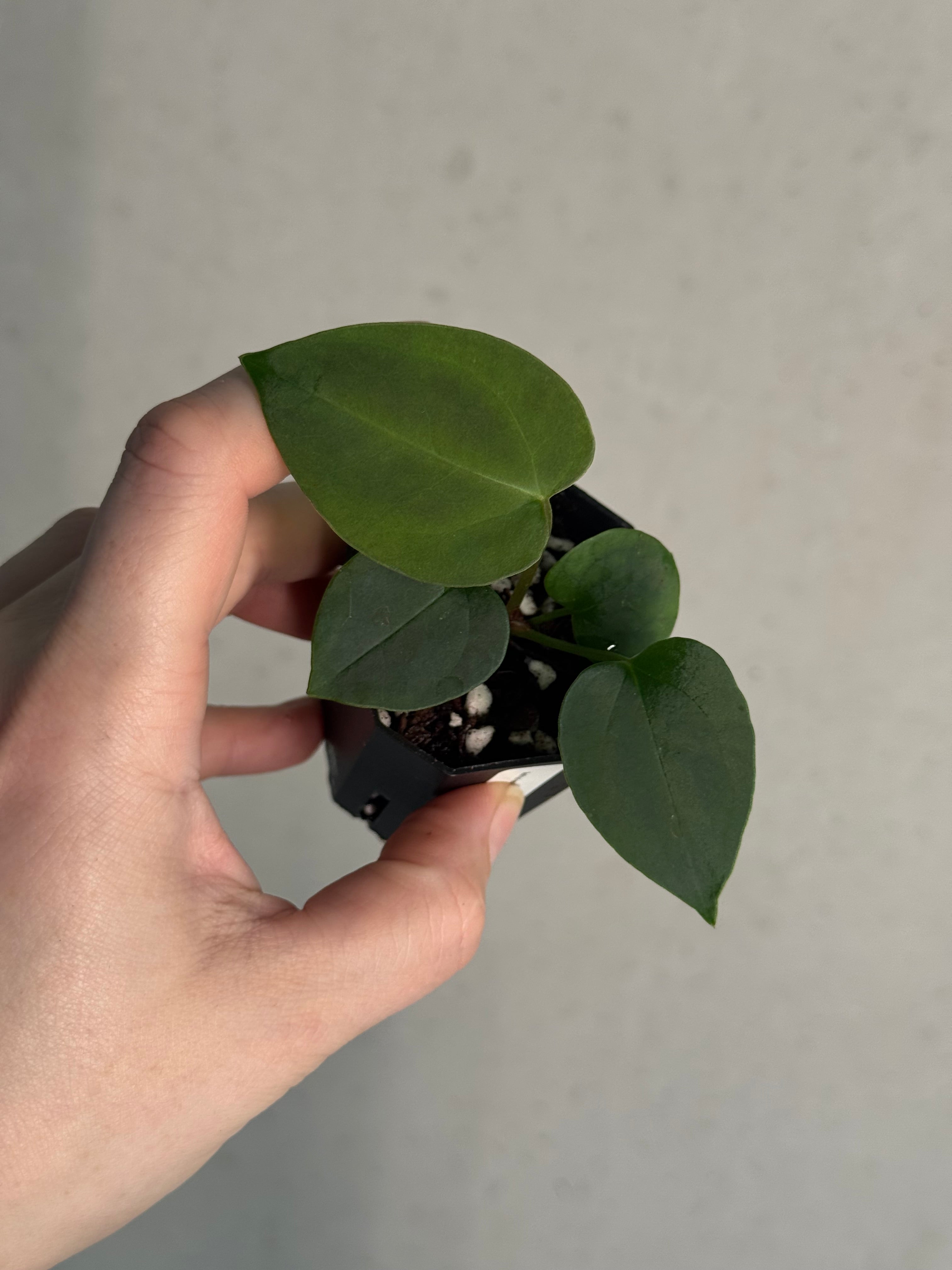 Anthurium (Goliath x Dark Phoenix) x Michelle