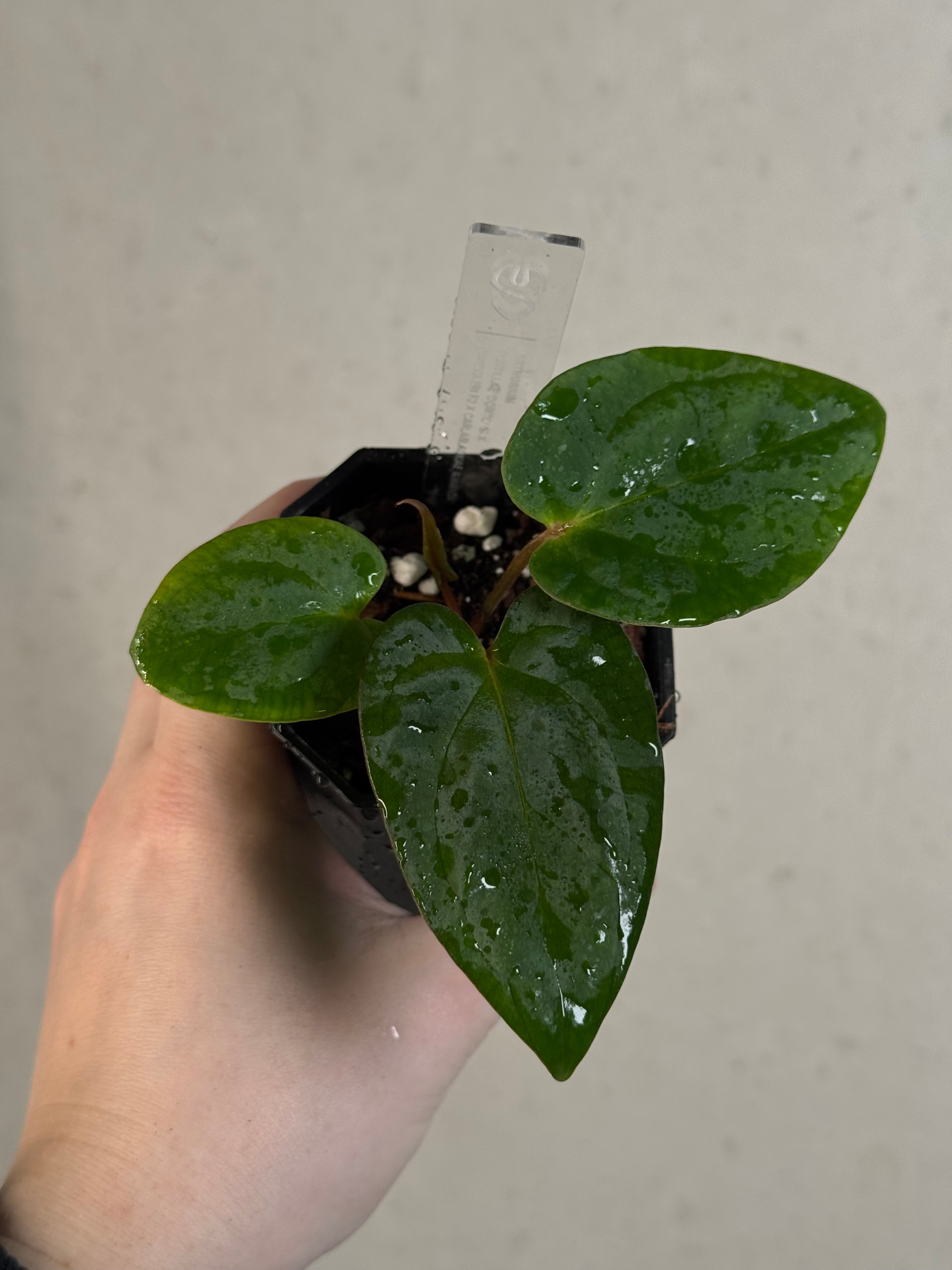 Anthurium Portillae 'Dorito' S1 x (Dressleri F2 x Carlablackiae 'Amanda')