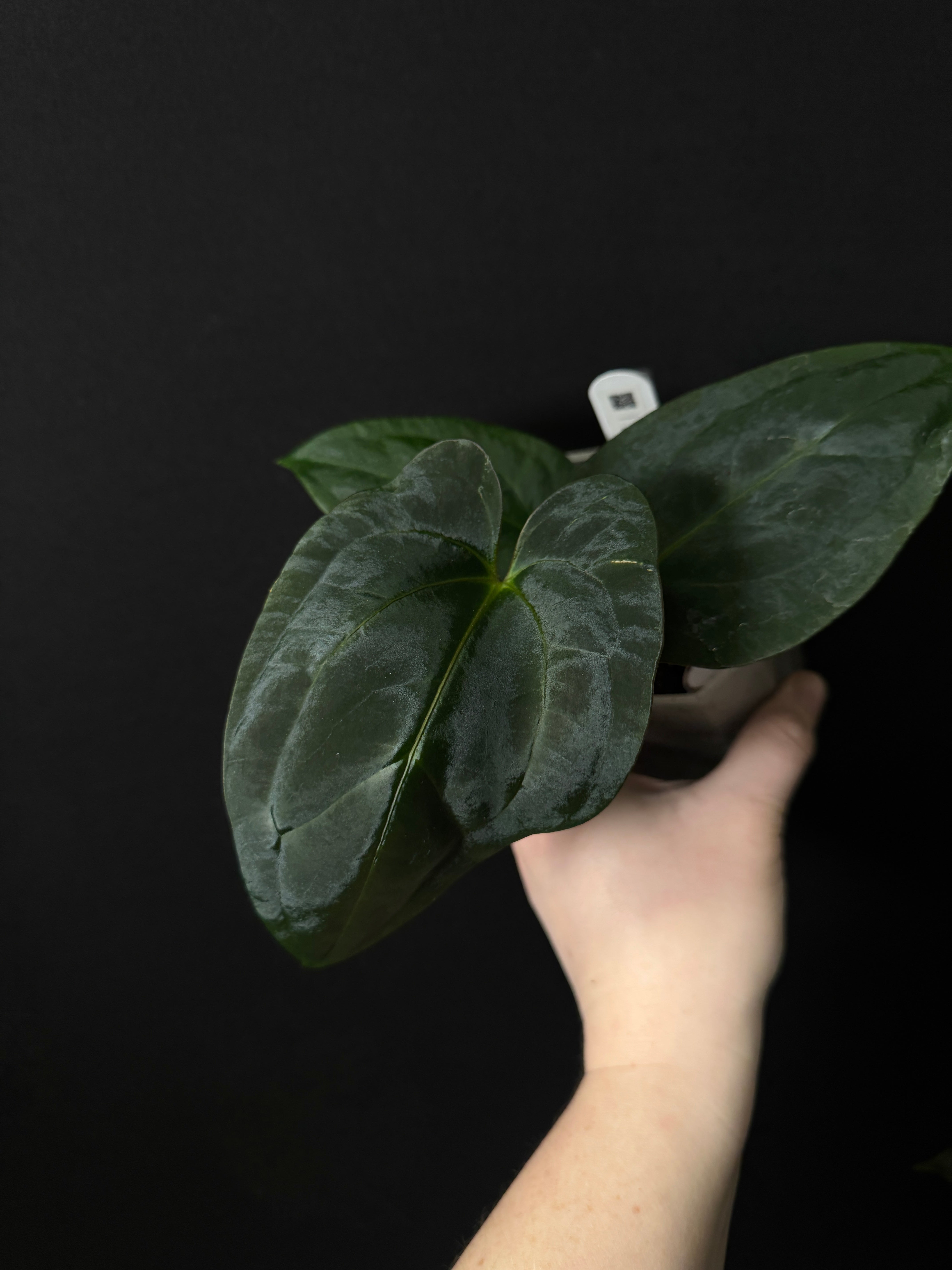 Anthurium RLxFS x Dark Phoenix