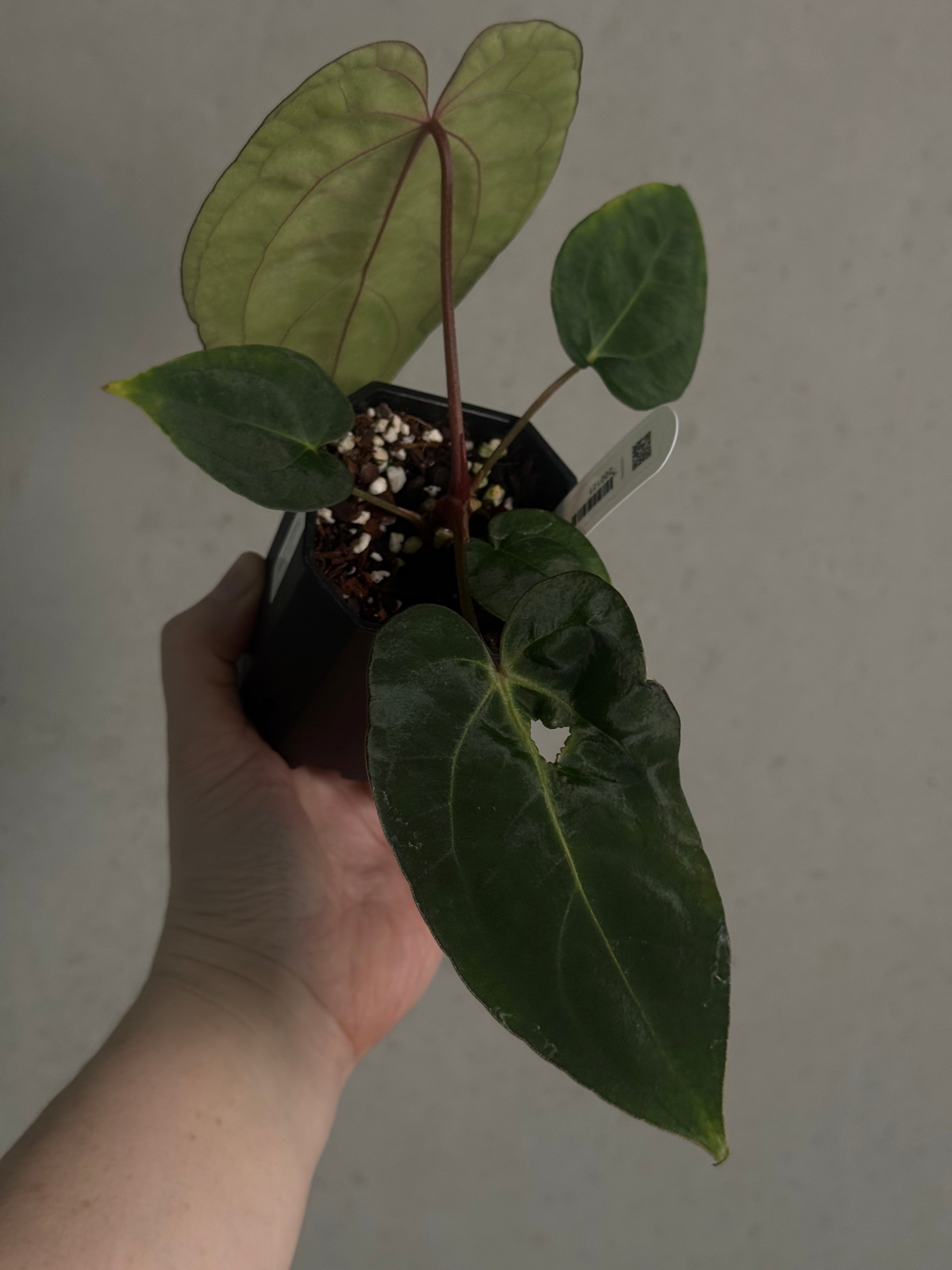 Anthurium (Ralph Lynam x Fort Sherman) x Carlablackiae 'Amanda' - Clone - SMUKHI