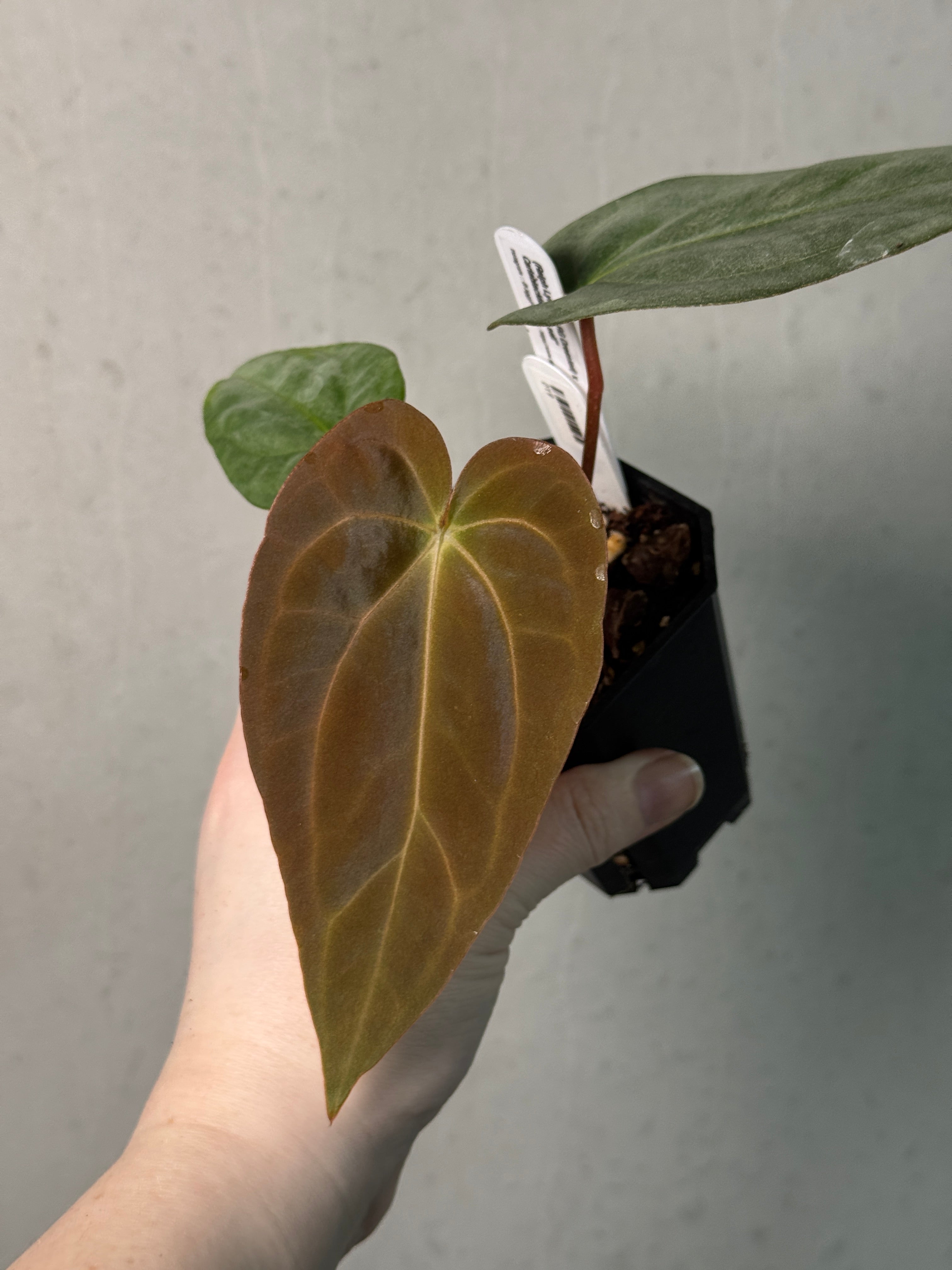 Anthurium (Ralph Lynam x Dressleri RG) x (Carlablackiae A1 x self) - SMUKHI