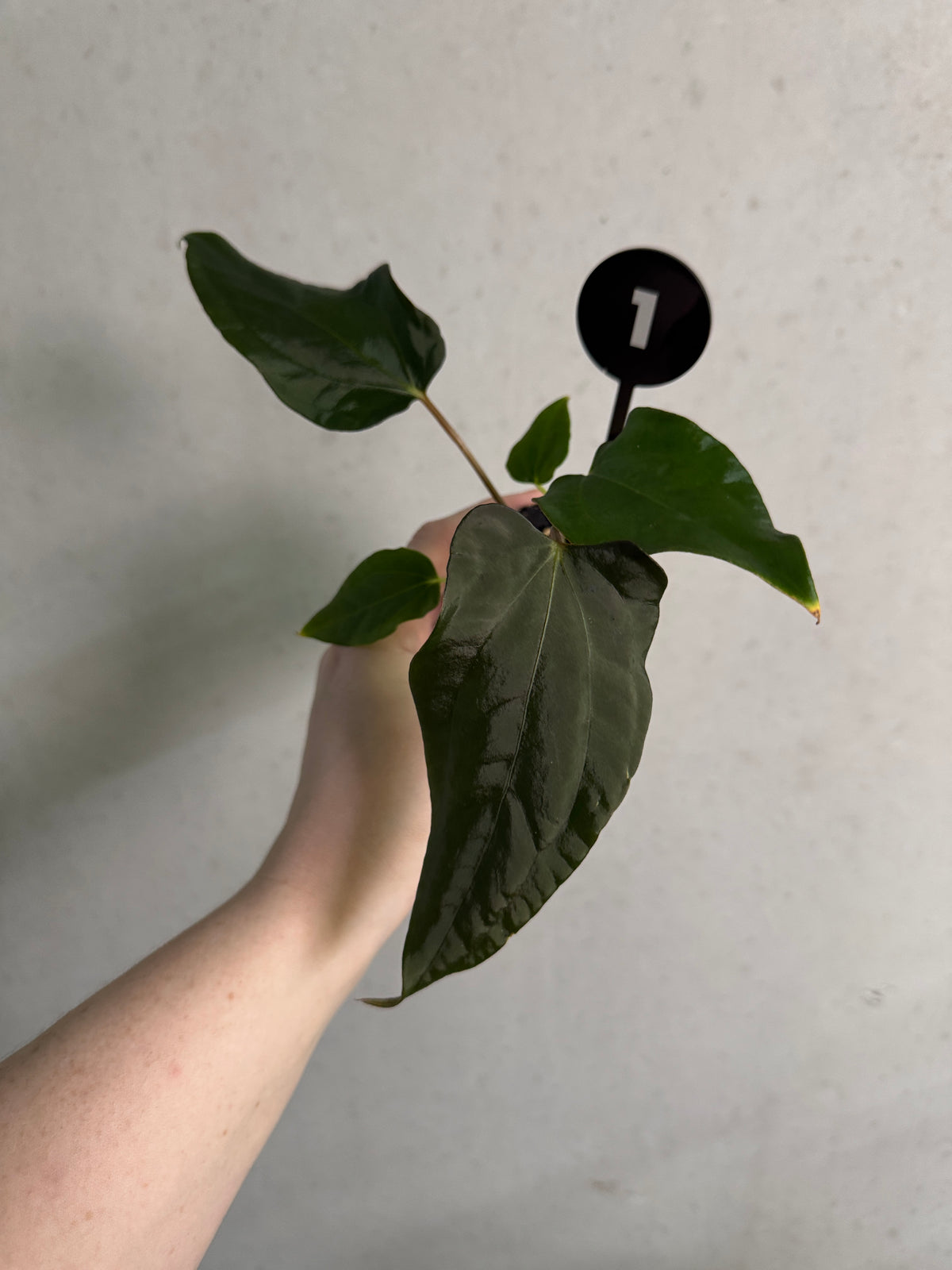 Anthurium Subsignatum Velvet x Ralph Lynam plant from Mathiux Aroid, showing lush green leaves and vibrant flower spadix.