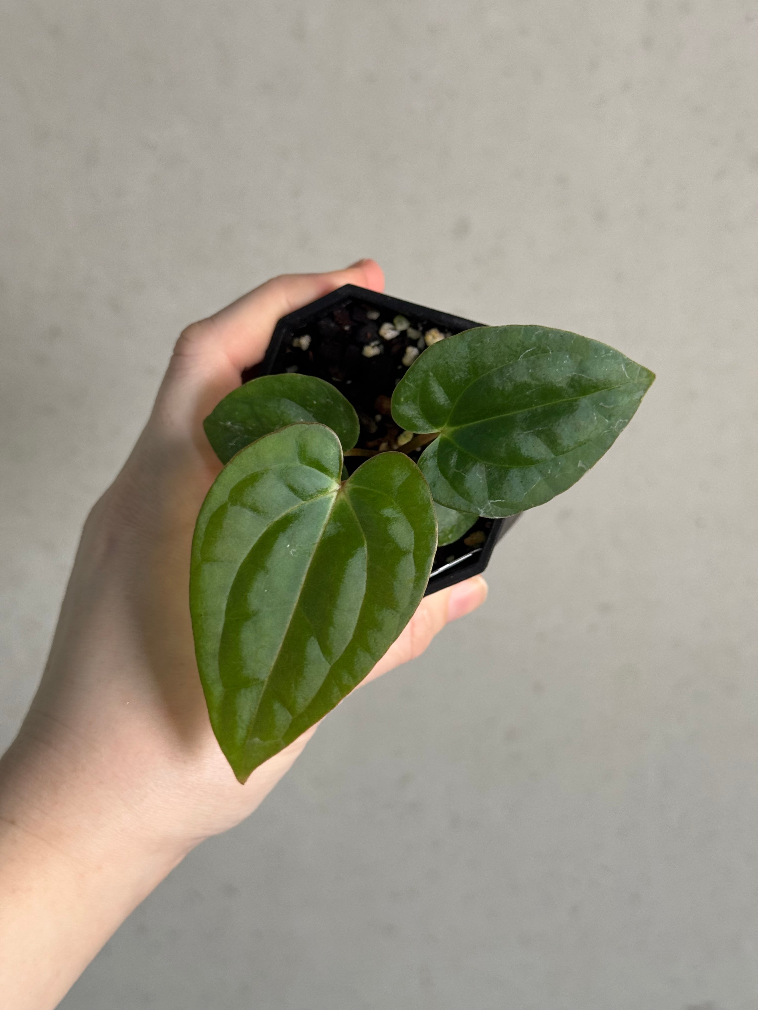 Anthurium (BVEP x Luxurians) x Carlablackiae ('Round' x GPH-001) - SMUKHI