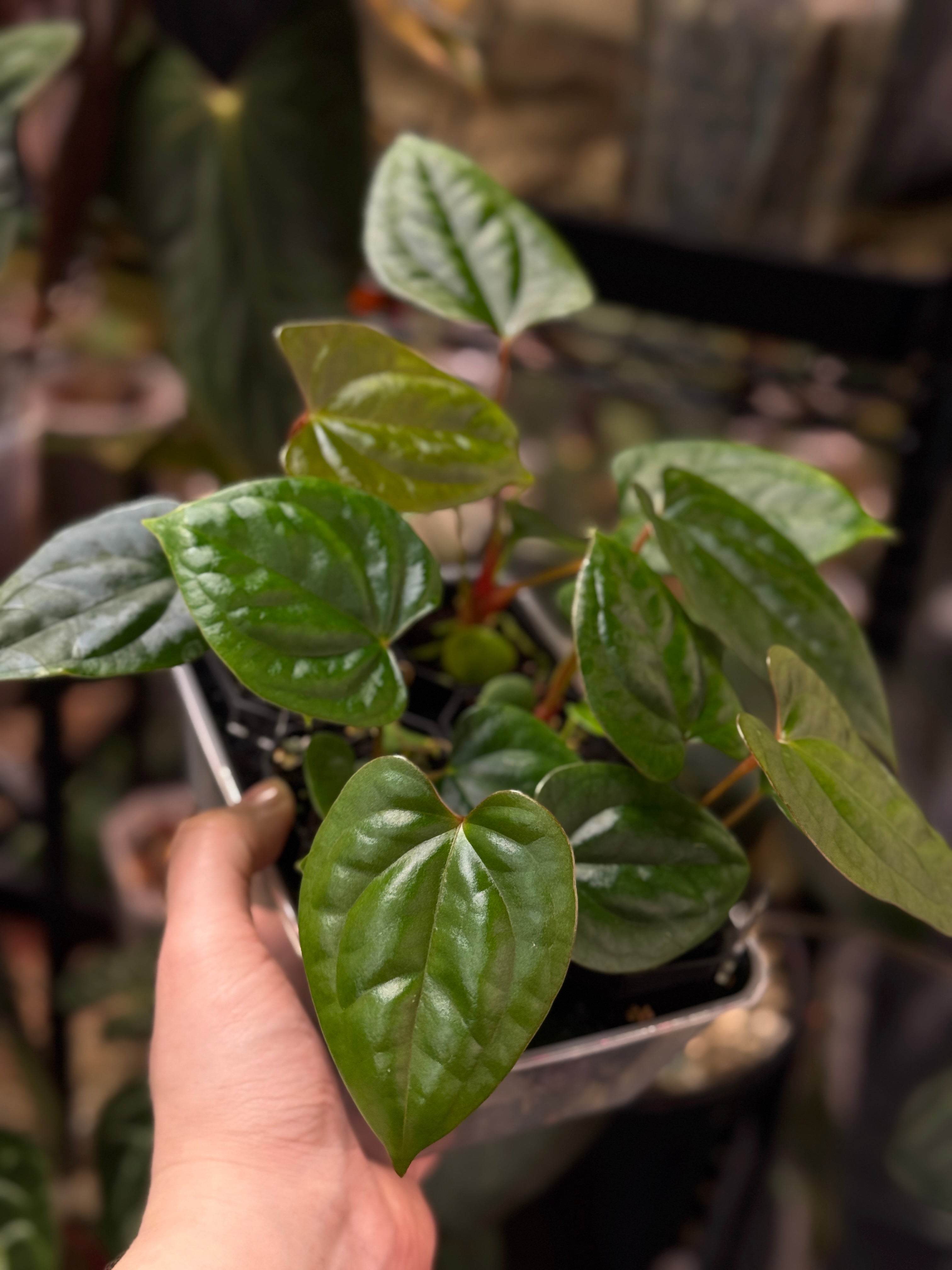 Anthurium (Dark Phoenix x Goliath) x (sp. Napo x Luxurians)