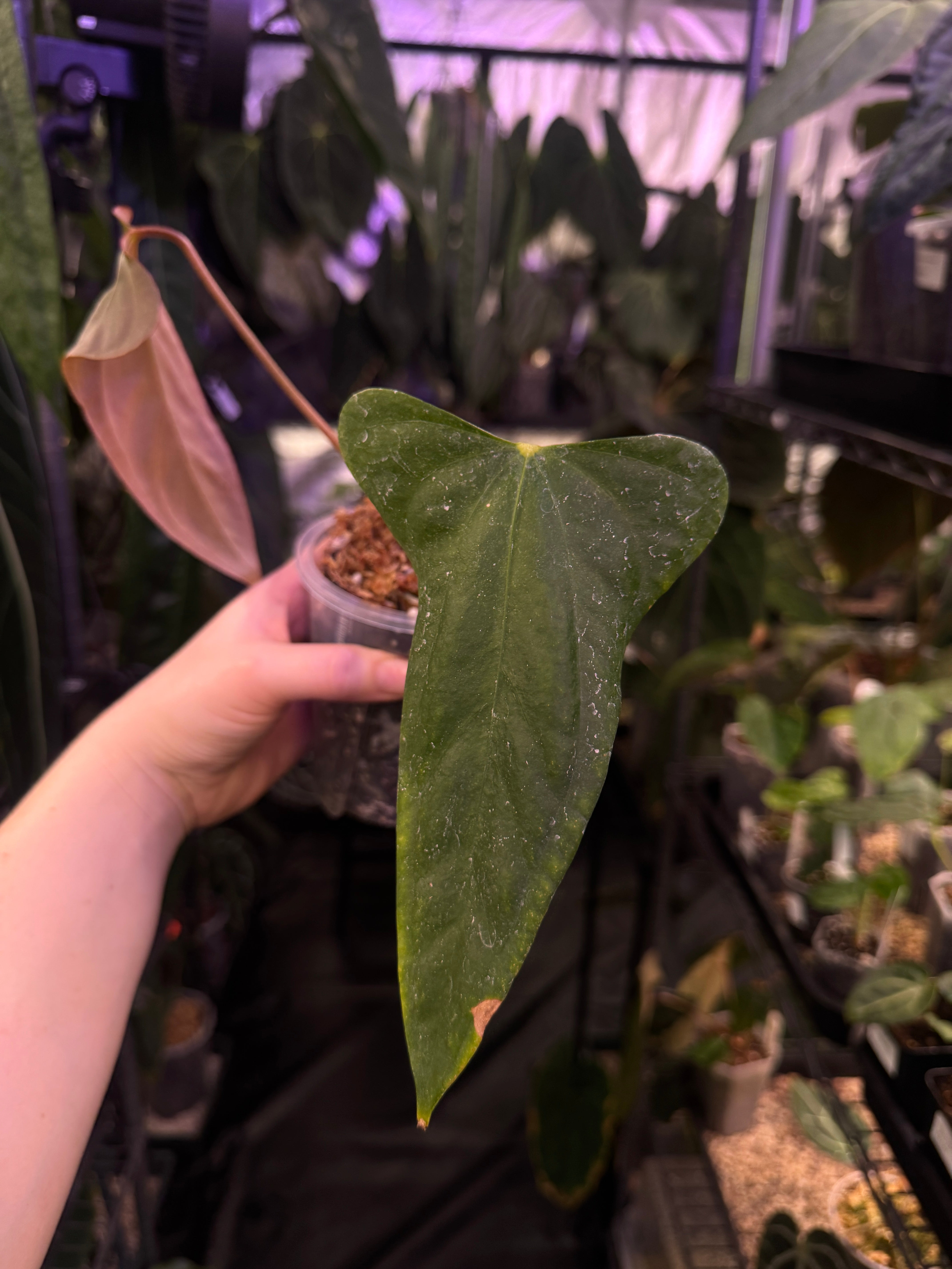 Anthurium Indo Portillae - Clone