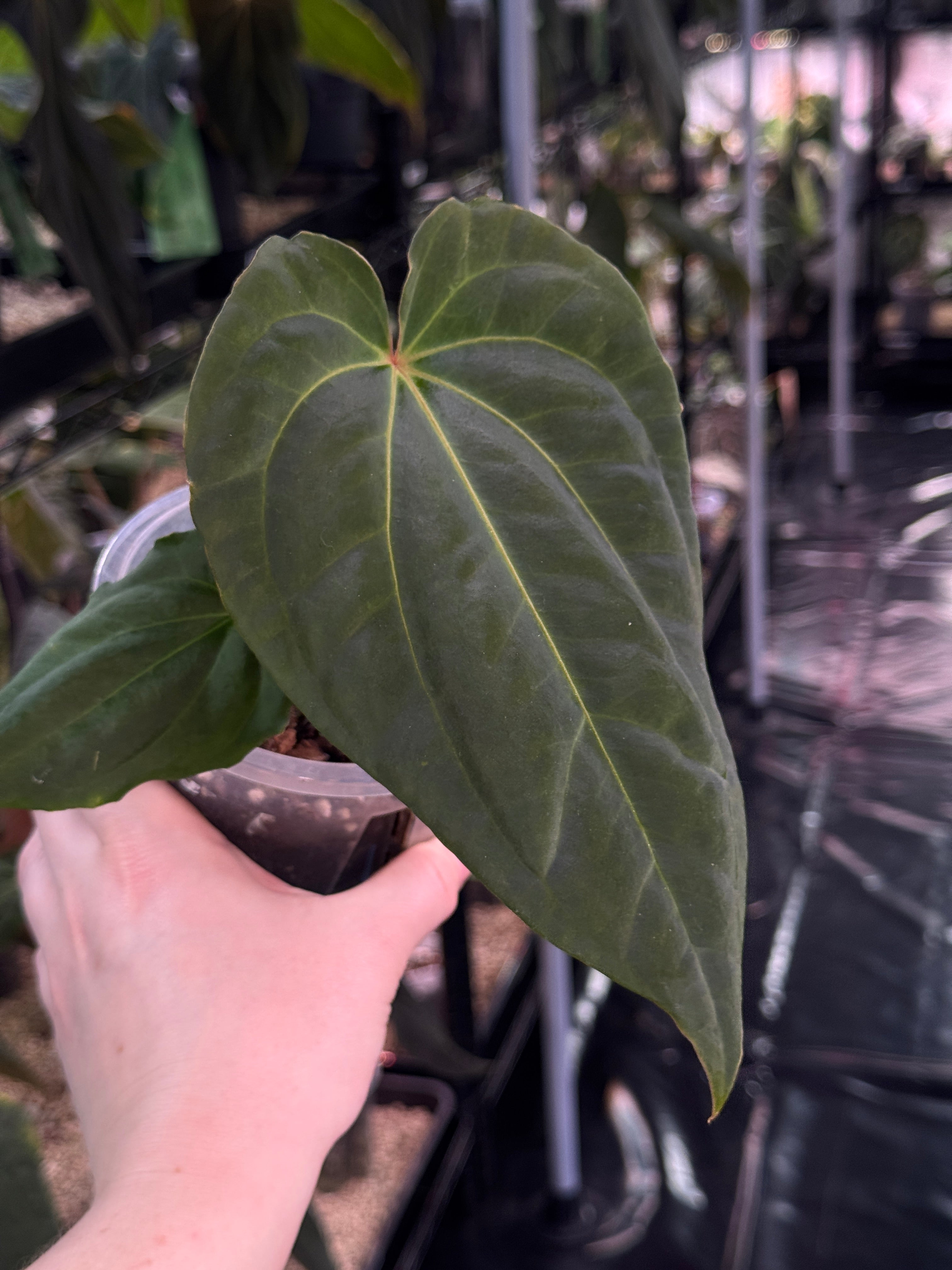 Anthurium (Besseae aff x Debile) x (Besseae aff x Dressleri)