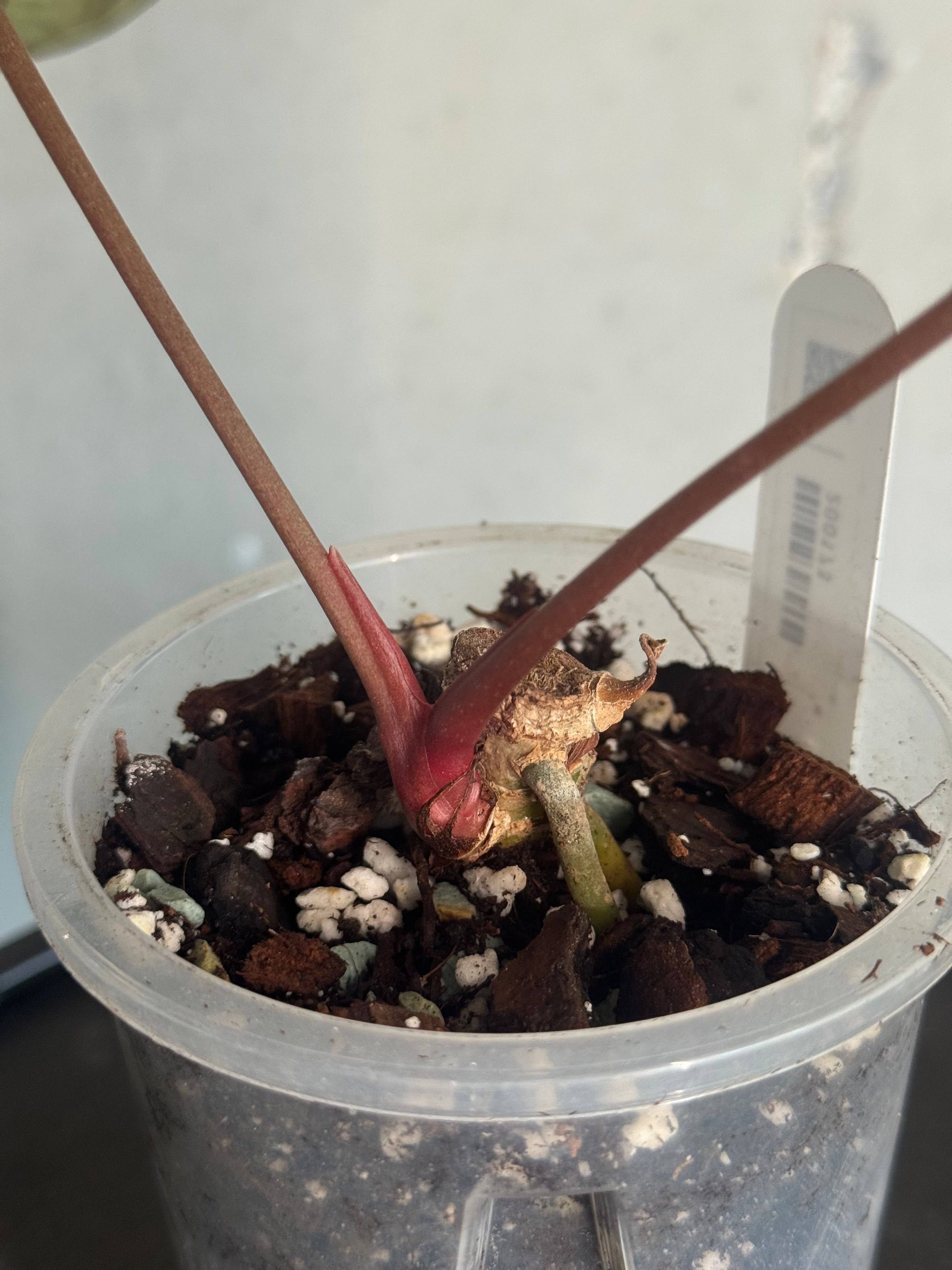 Anthurium Goliath x Dark Phoenix - Clone - SMUKHI