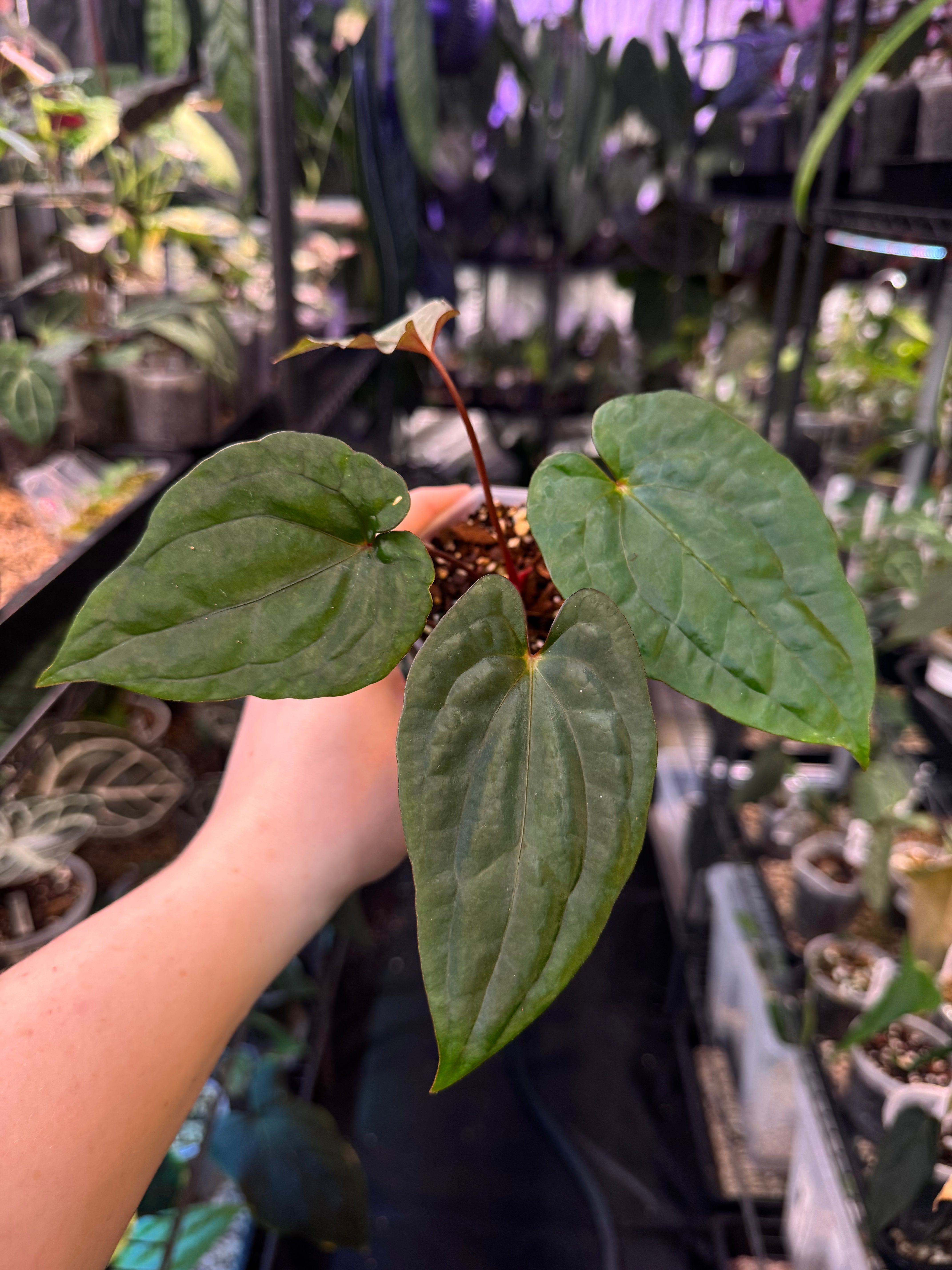 NFS: Anthurium Fort Sherman x Red Vein Dark Phoenix