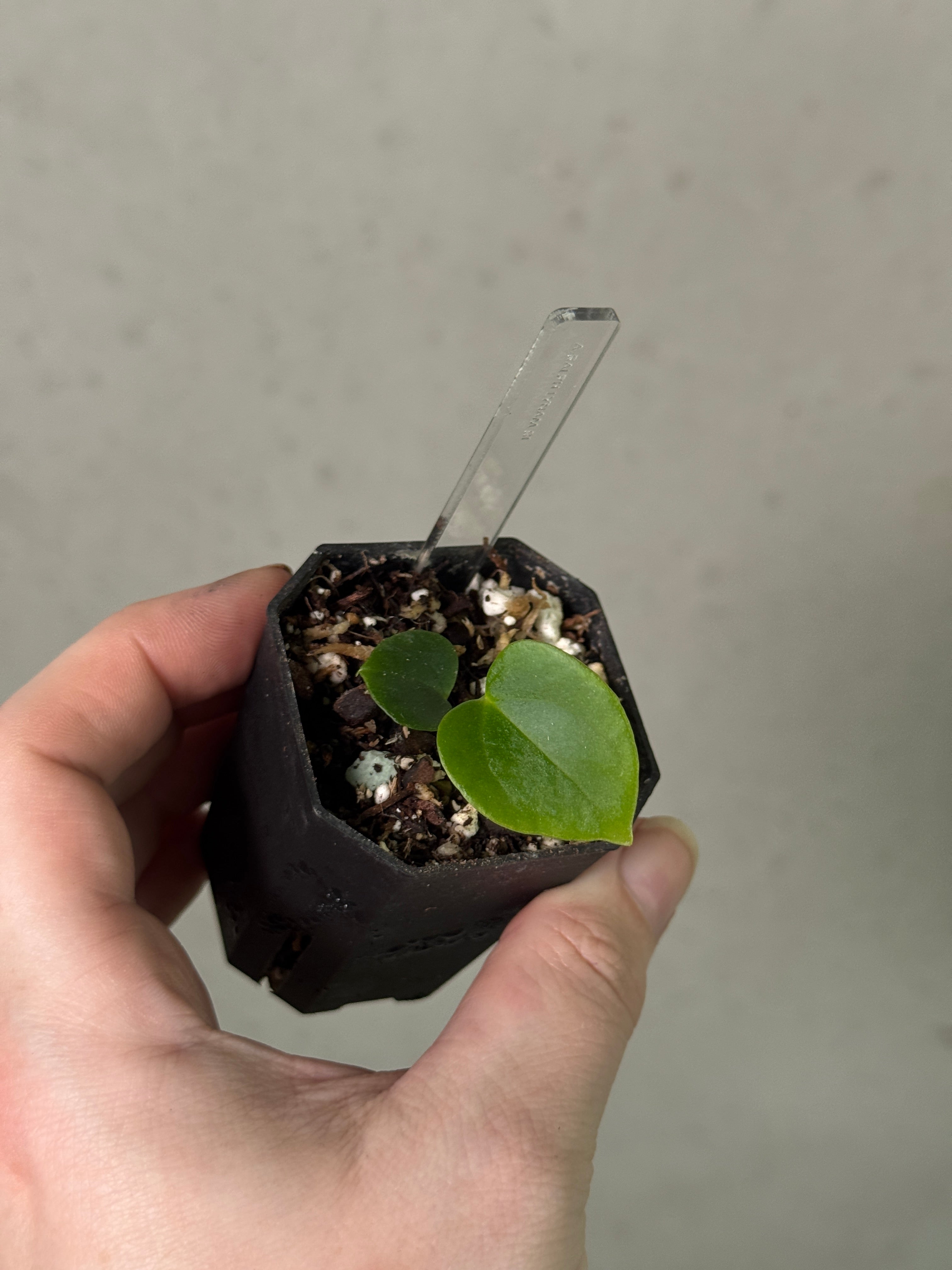 Anthurium Ralph Lynam (clone) S1