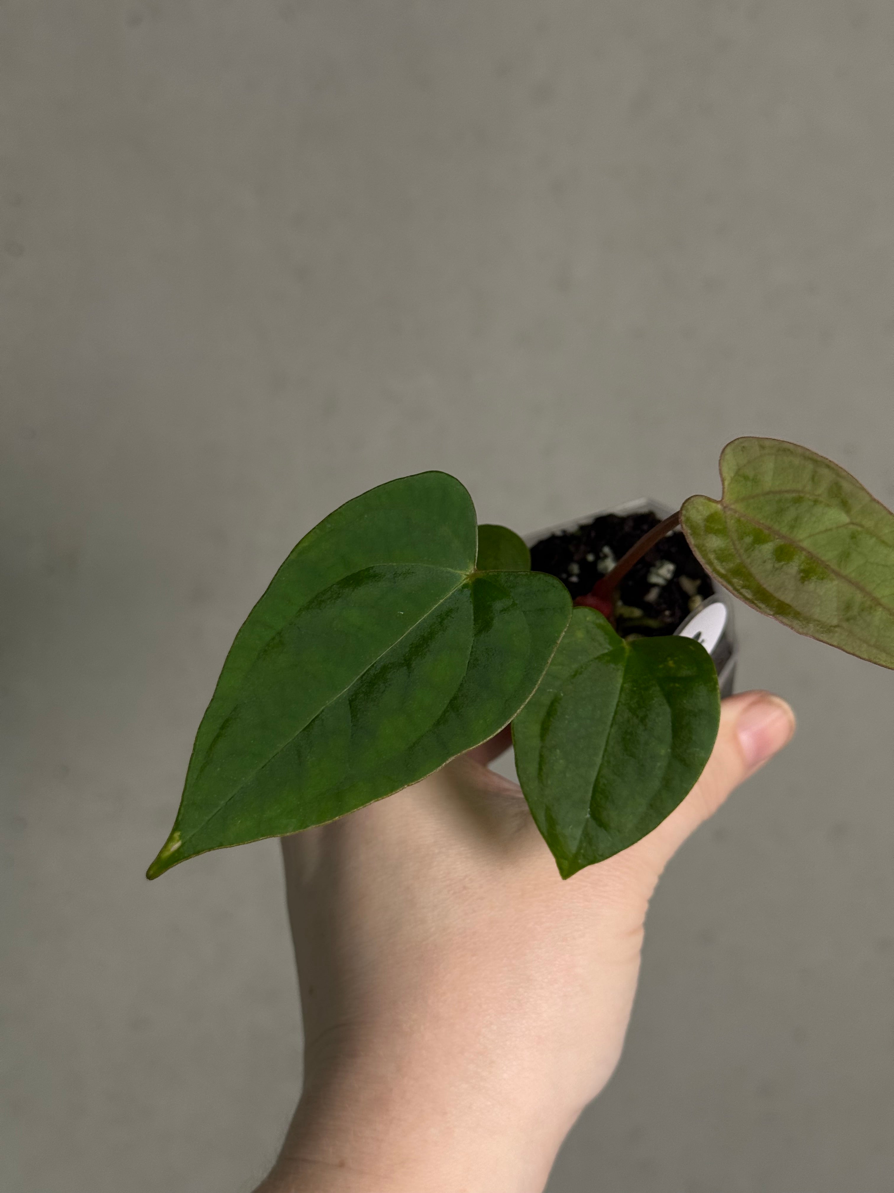 Anthurium (Blue Papillilaminum x Forgetii) x (Papillilaminum XOne x XOne)