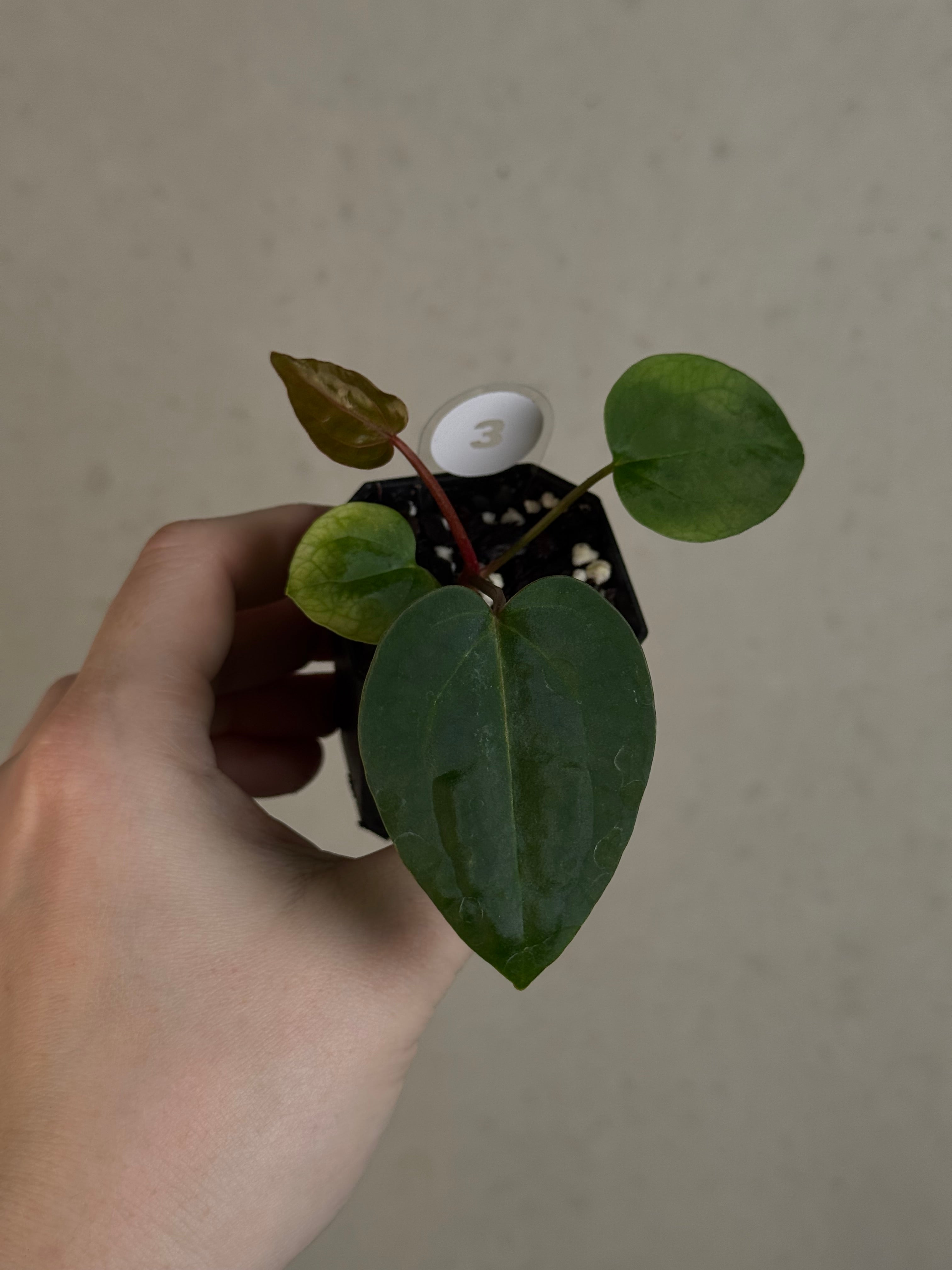 Anthurium Ace of Spades Dark Form x (Zara x Michelle) 'Selected'