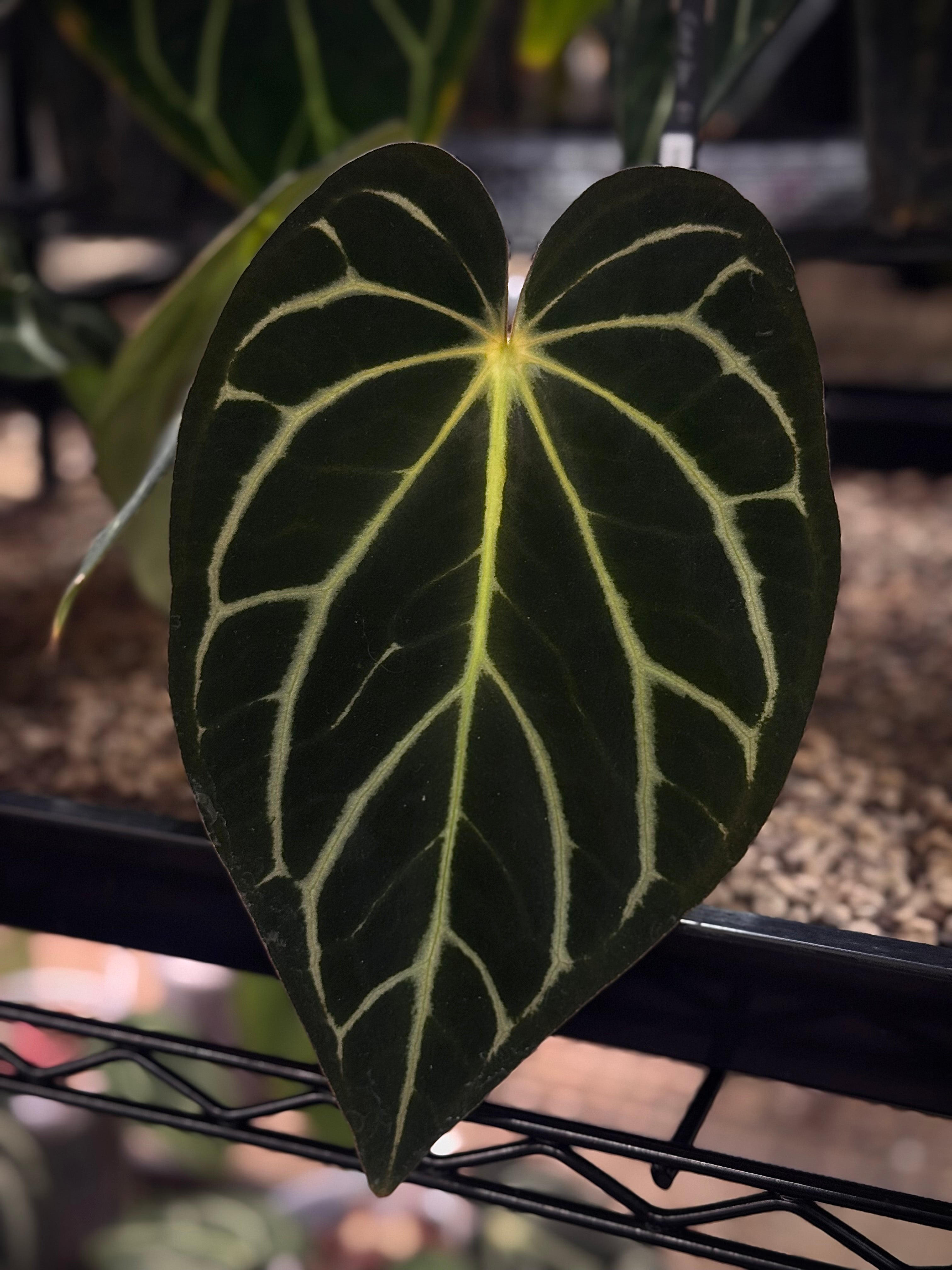 NFS: Anthurium Carlablackiae 'Webb' x RA4