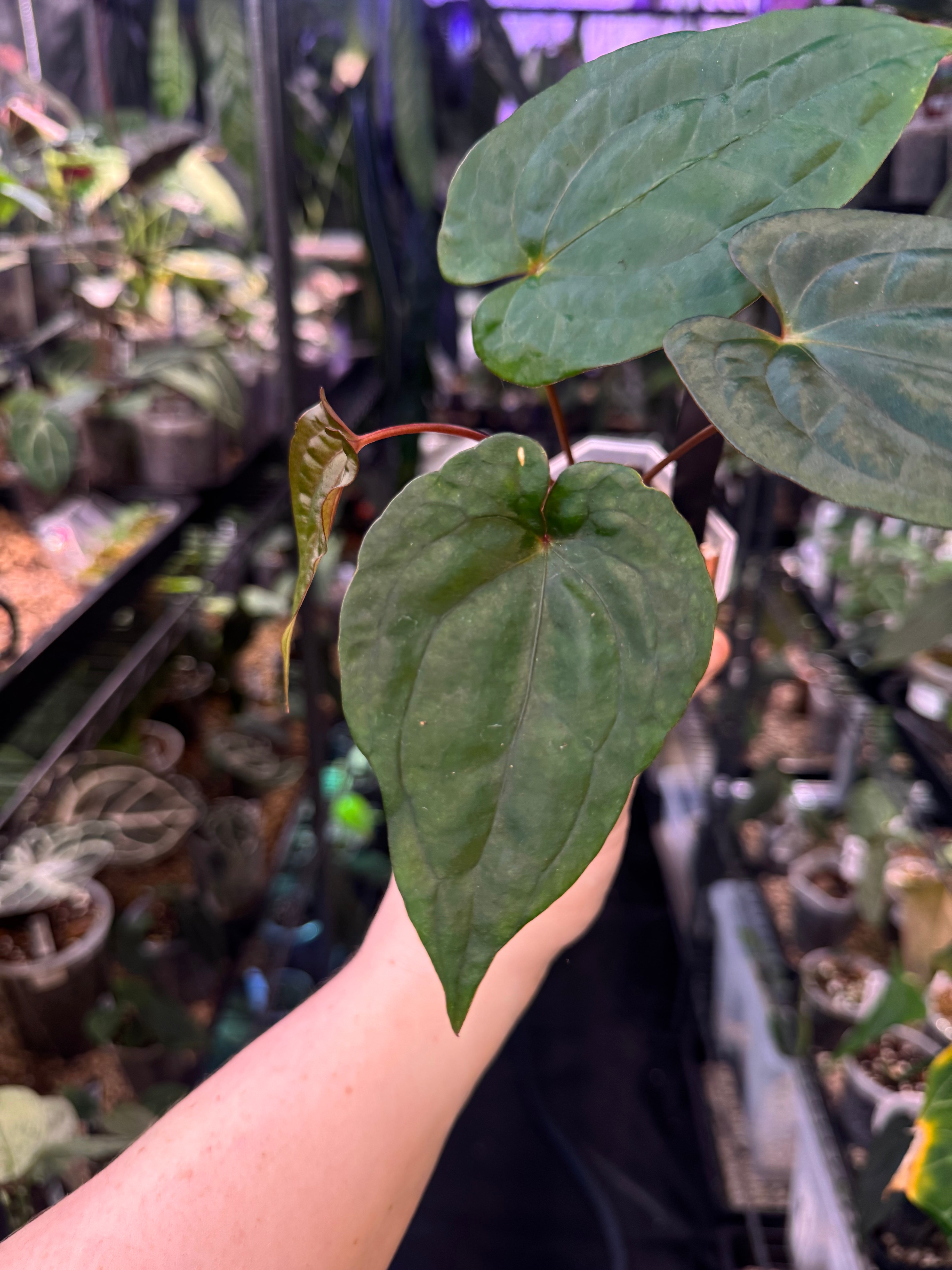 NFS: Anthurium Fort Sherman x Red Vein Dark Phoenix