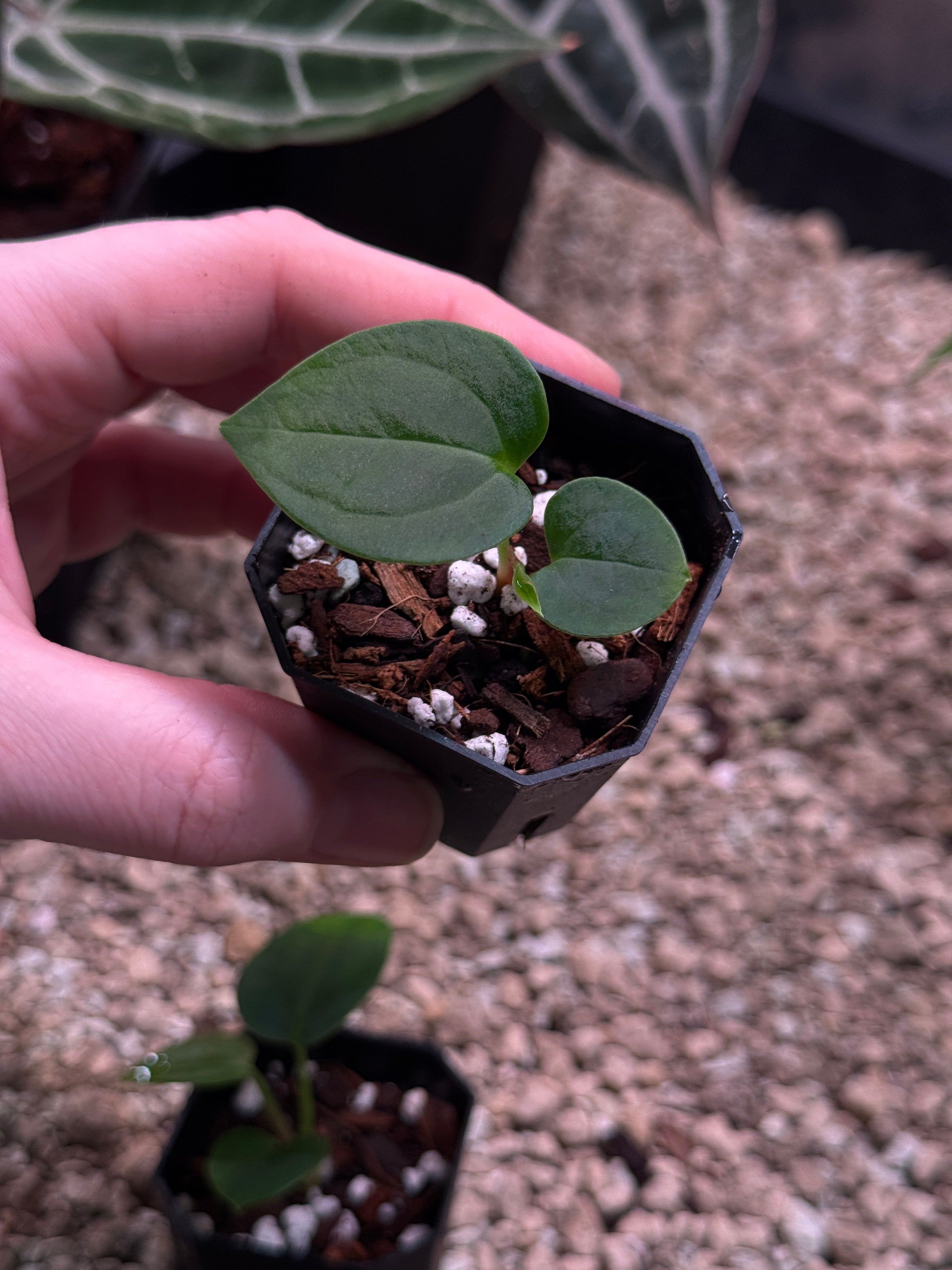 Anthurium Papillilaminum Ree Gardens x BVEP (‘Round’ x RA1)