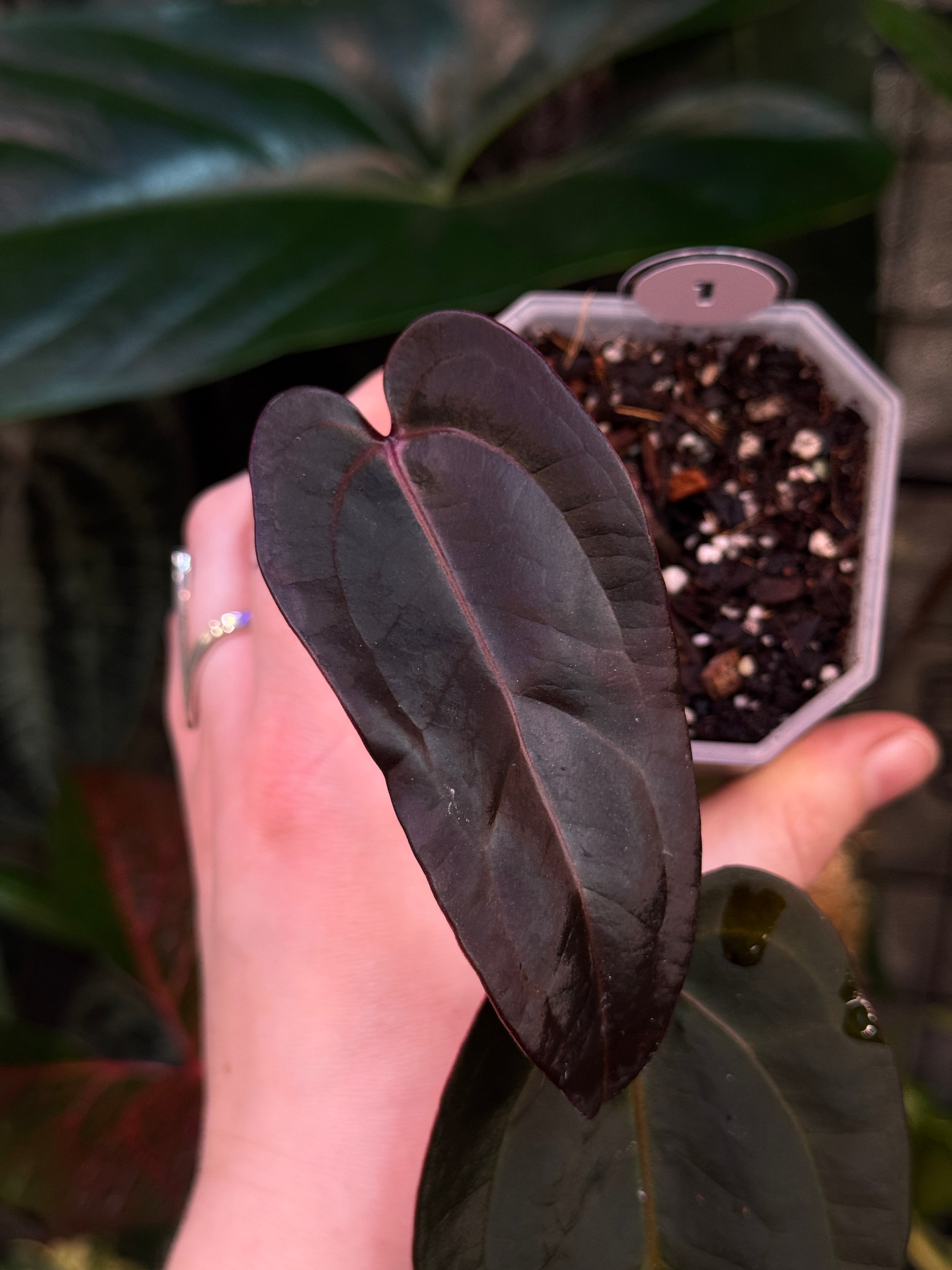 Anthurium Dark & Handsome '9' X Red Velvet Cake '24'