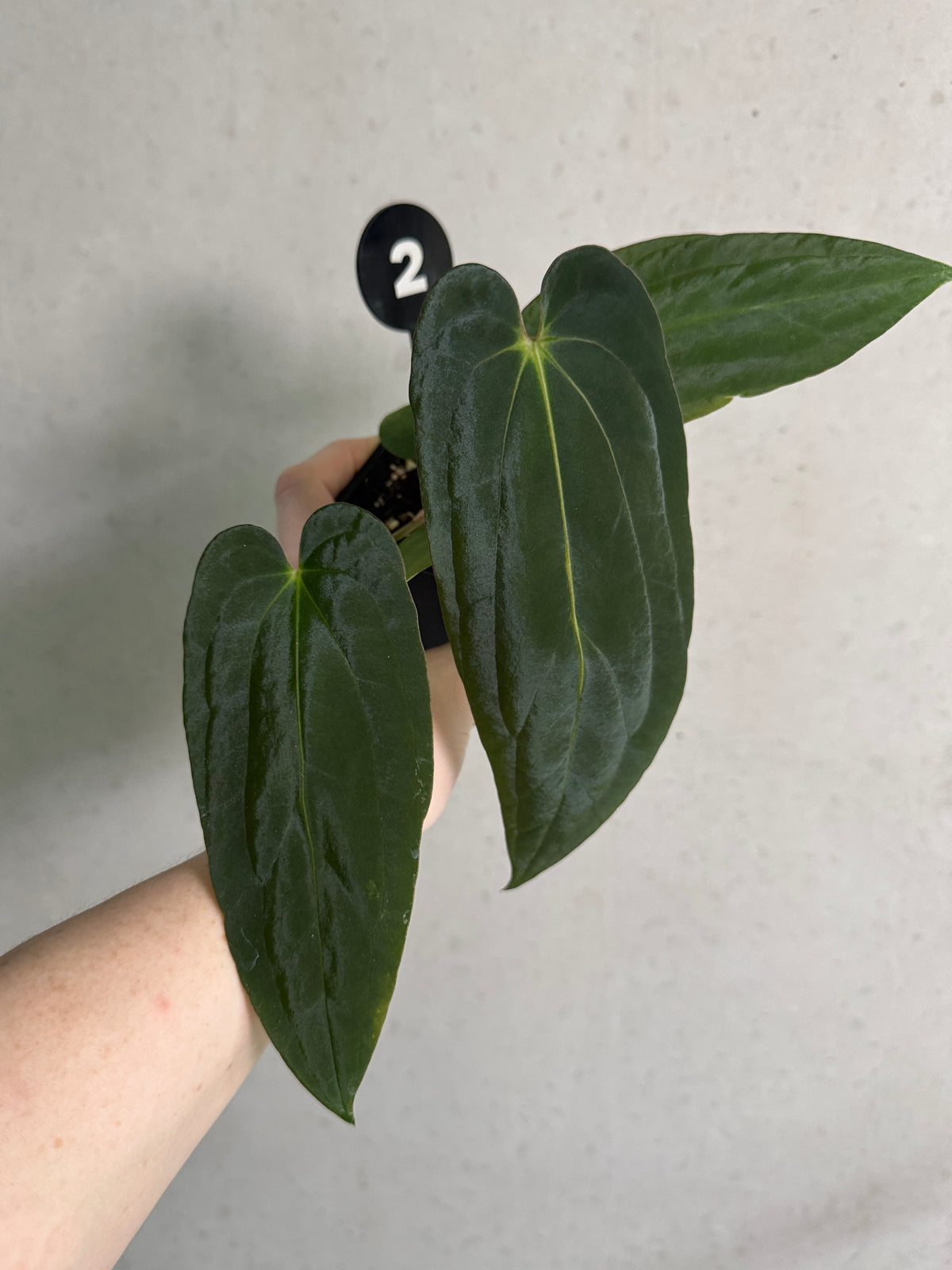 SMUKHI Anthurium Papillilaminum Ree Gardens x BVEP plant, lush green foliage with distinctive textured leaves, indoor or outdoor plant