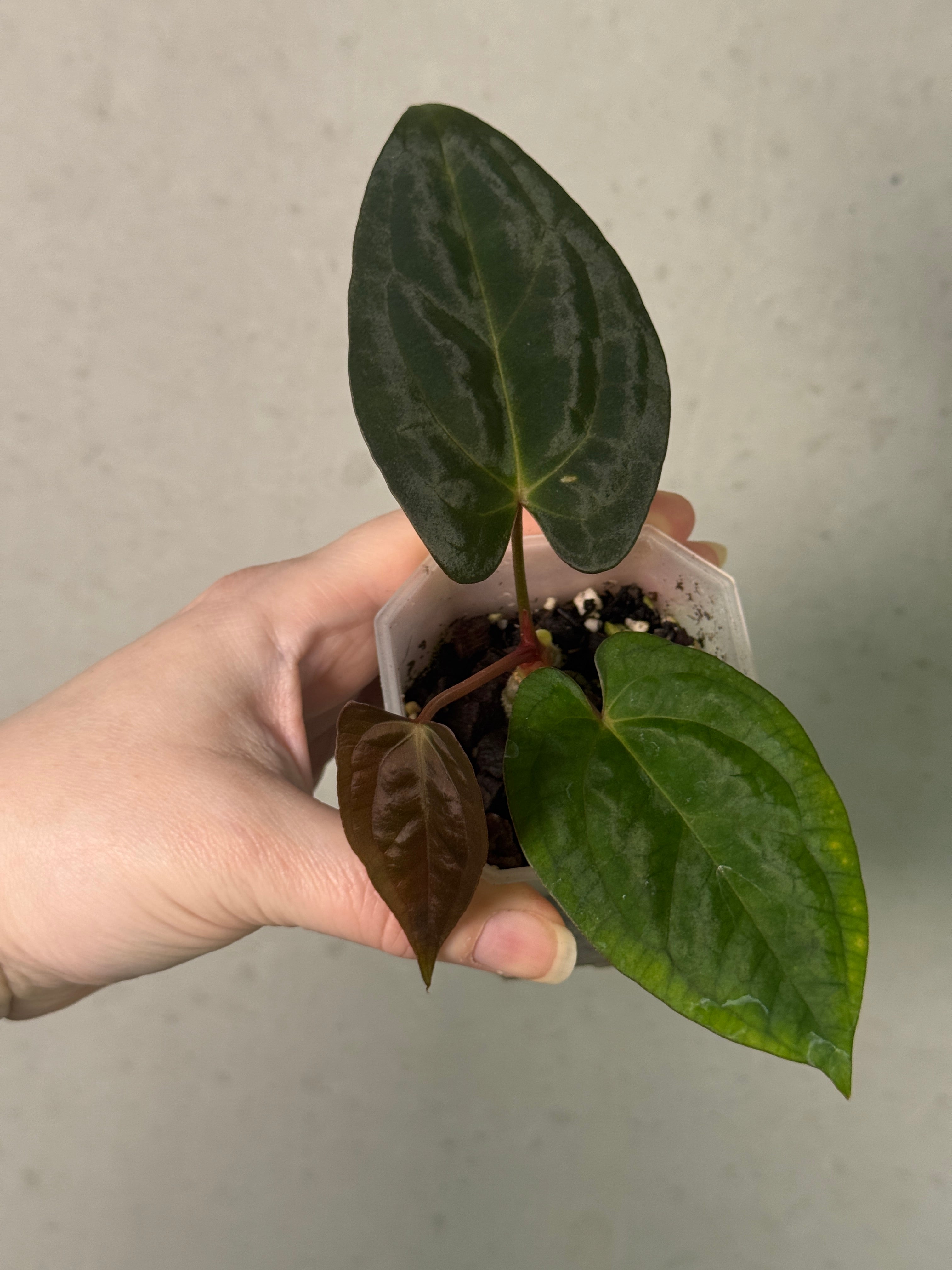 Anthurium [Lost Tag]