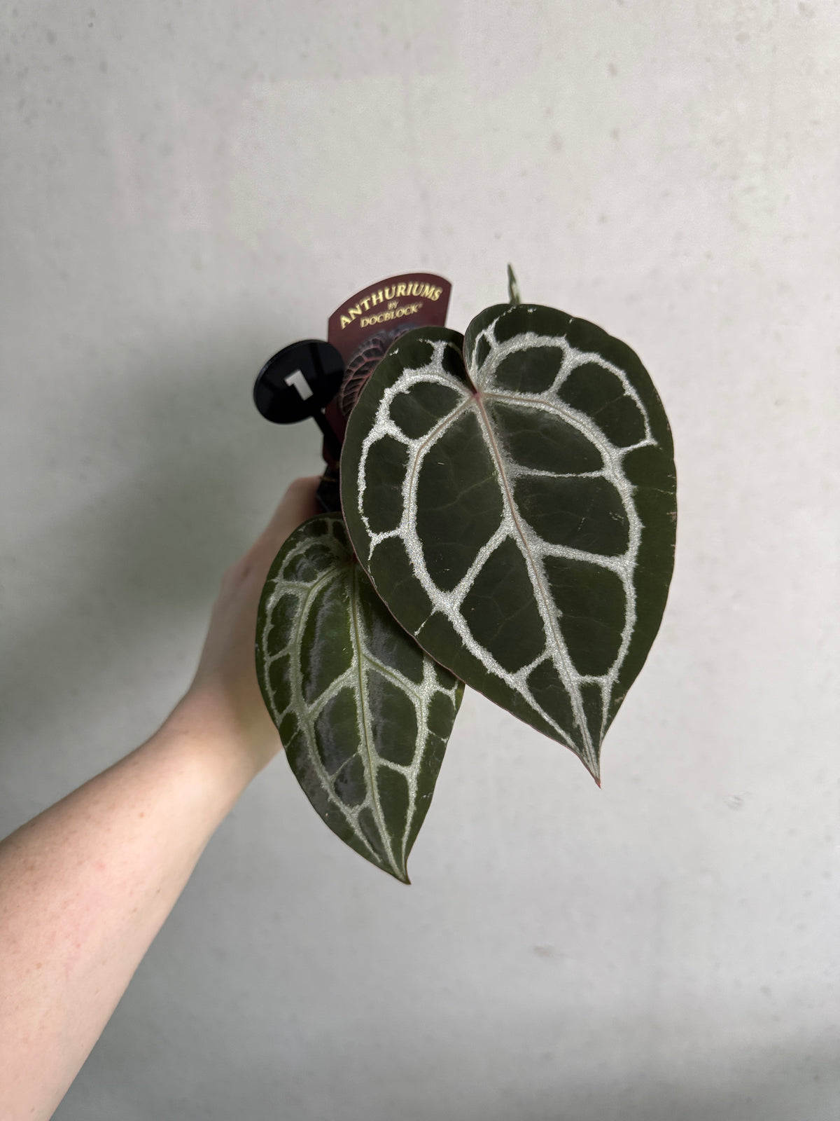Healthy Anthurium Michelle plant with lush green leaves and vibrant red flowers, displayed in a decorative pot.
