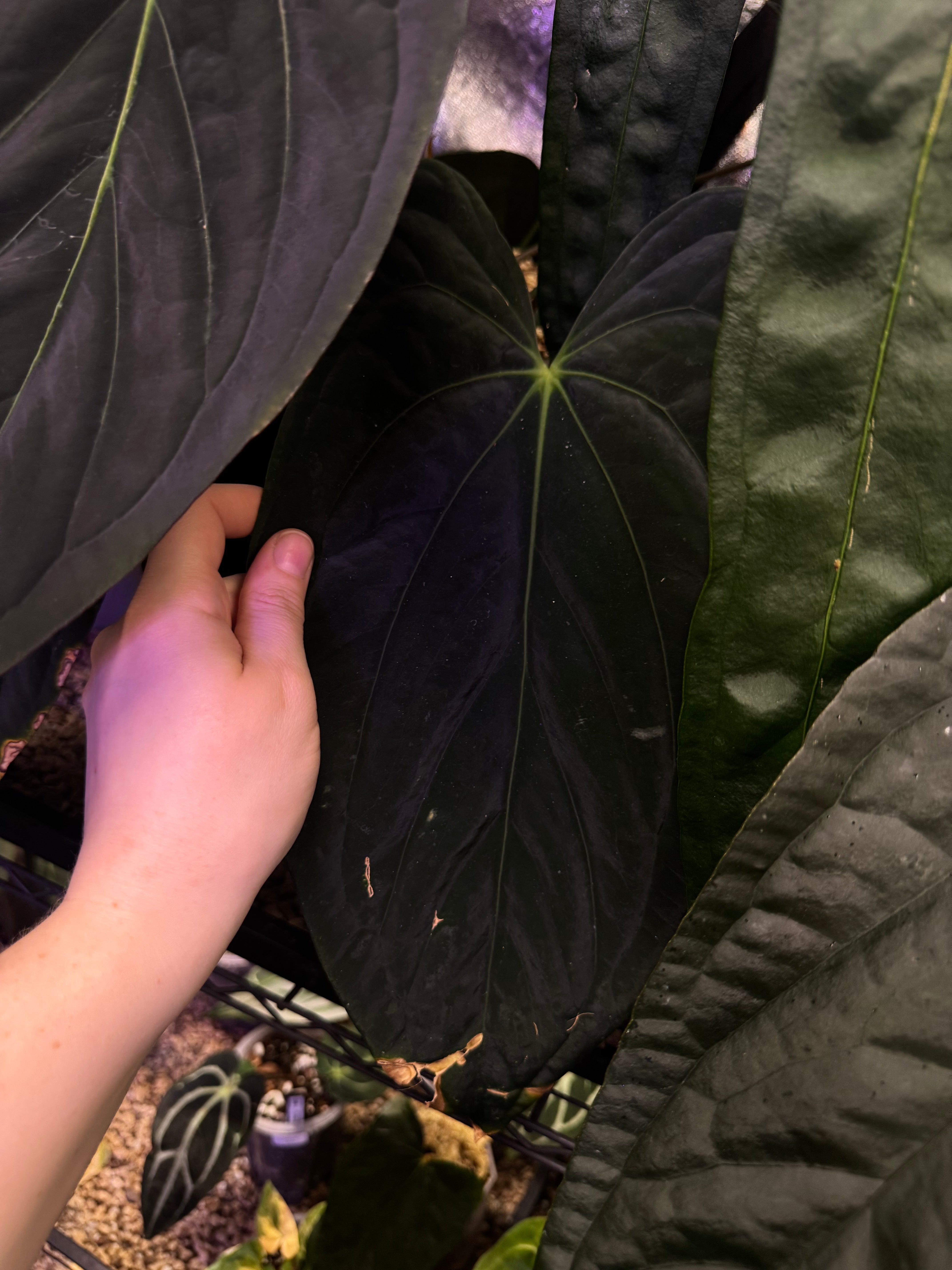 NFS: Anthurium Fort Sherman x Red Vein Dark Phoenix