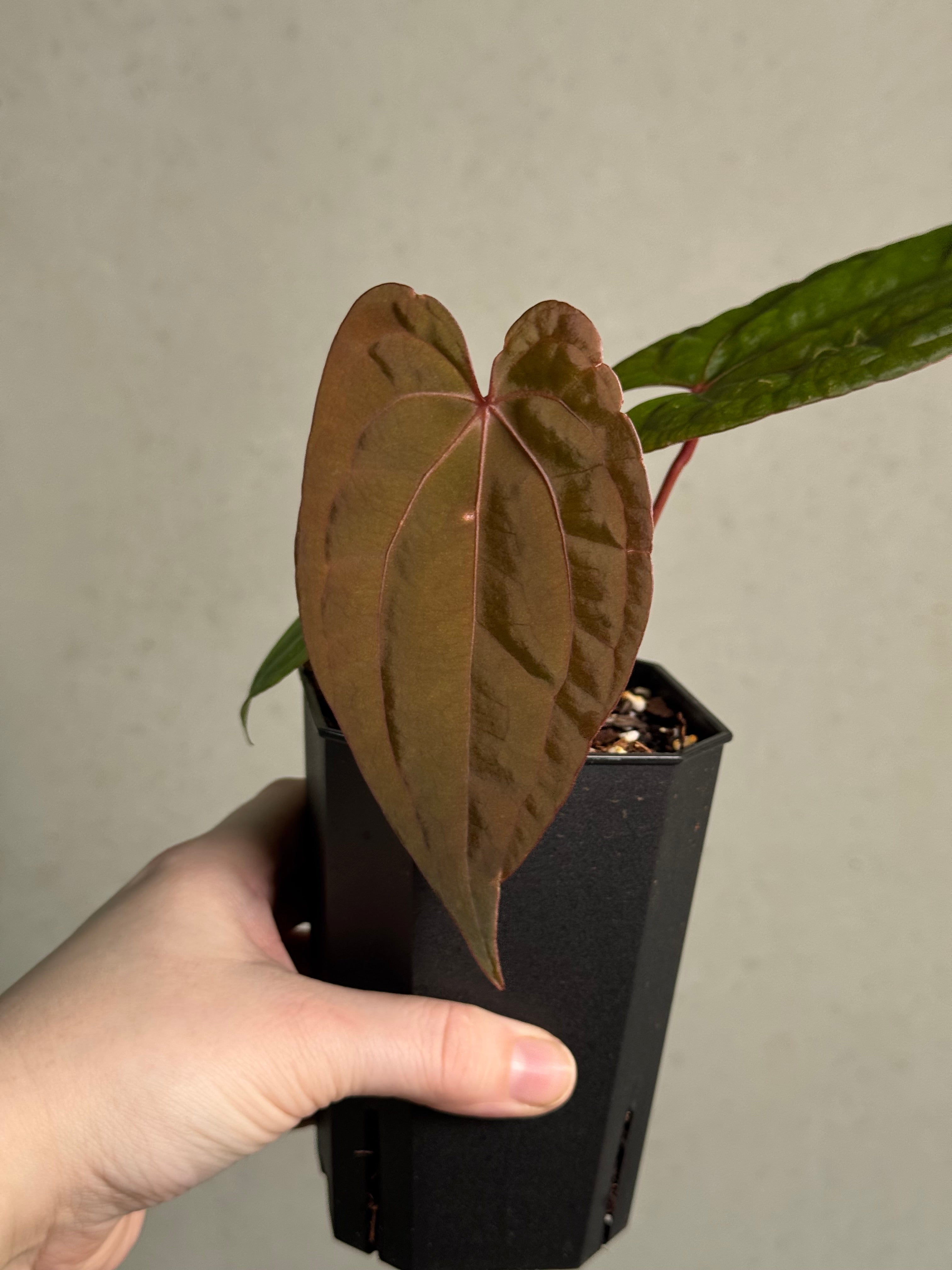 Anthurium Red Vein Dark Phoenix - Clone - SMUKHI