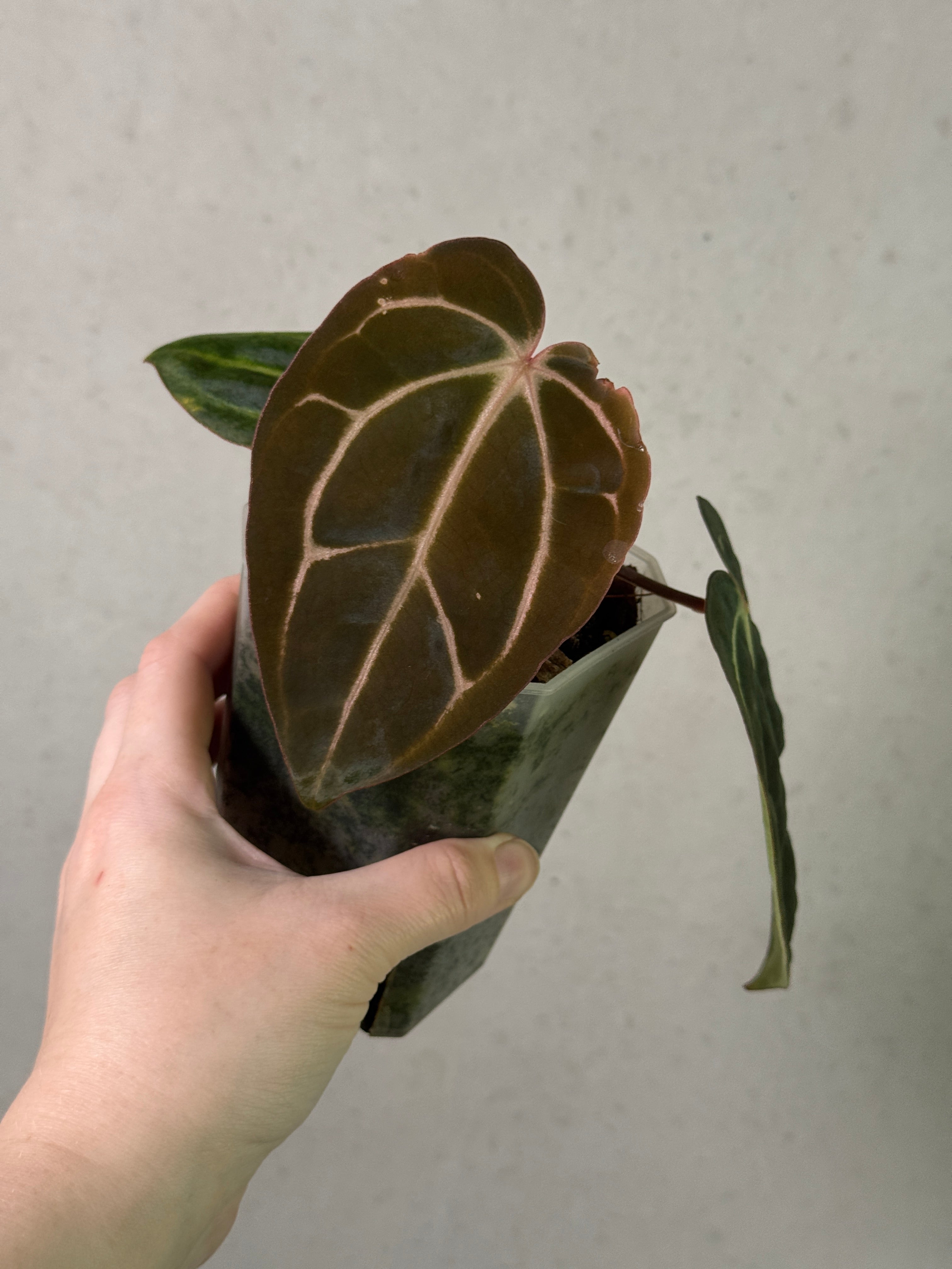 Anthurium Carlablackiae 'District' x BUZ1 - Clone - Rare Finds for