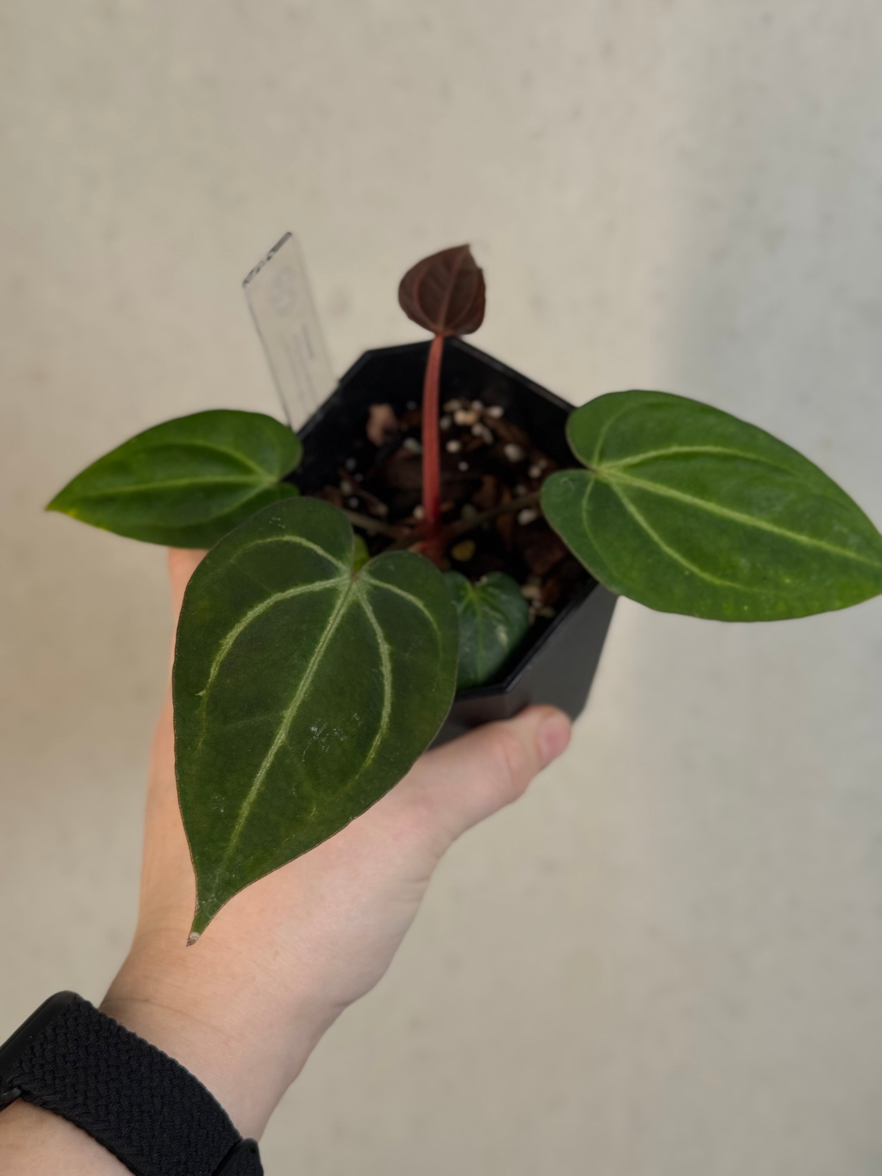 Anthurium (Dressleri x Carlablackiae) x Carlablackiae (RA5 x RA10)