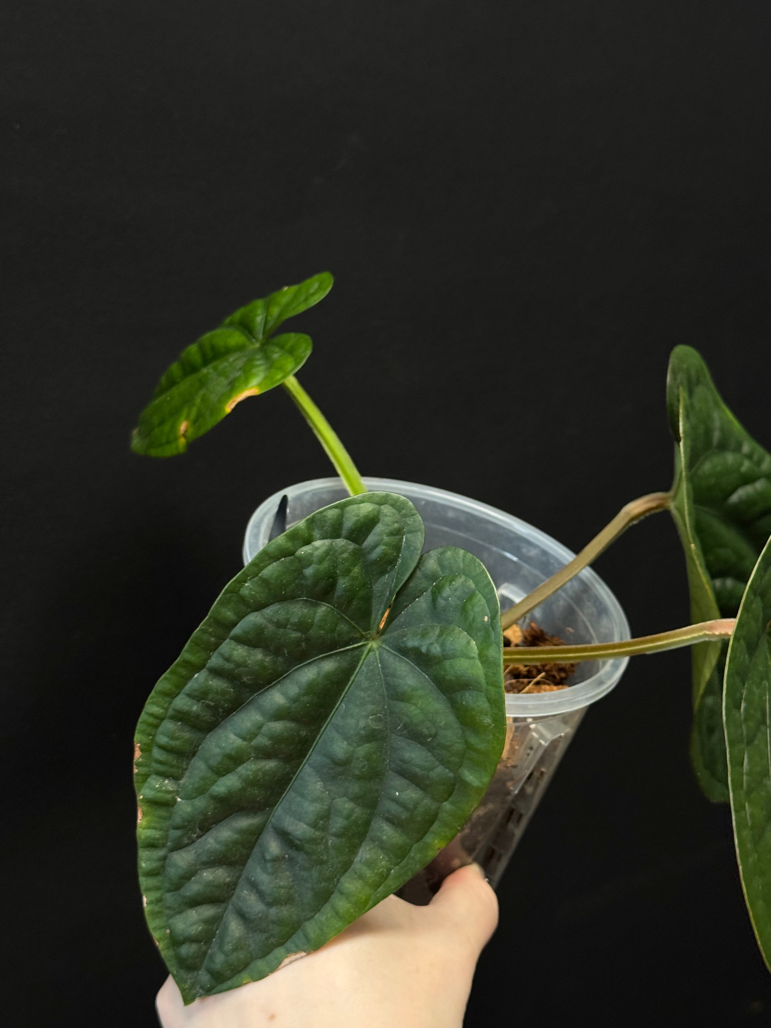 Anthurium Luxurians x Dressleri
