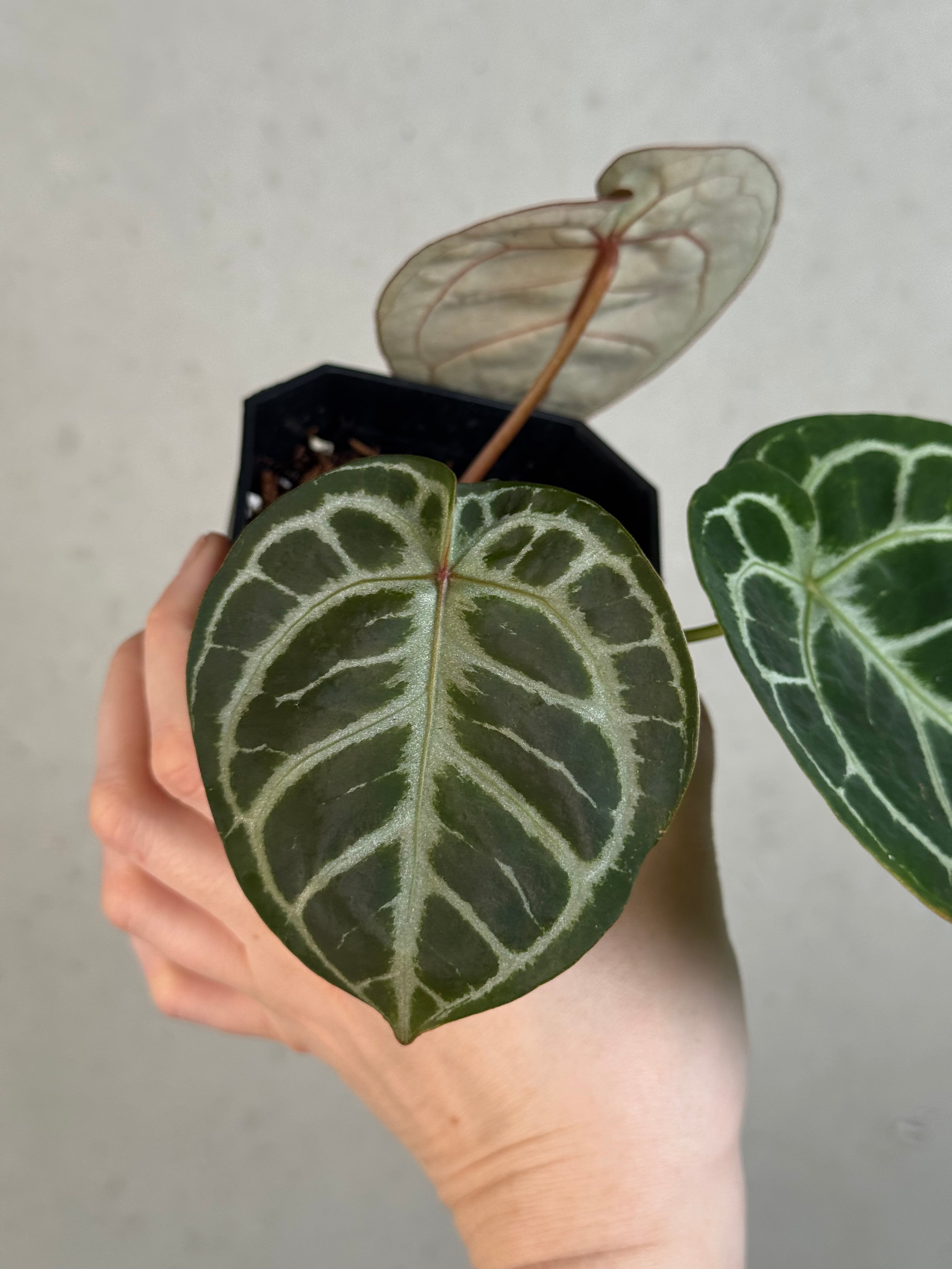 Anthurium (HU x Red Crystallinum) x self