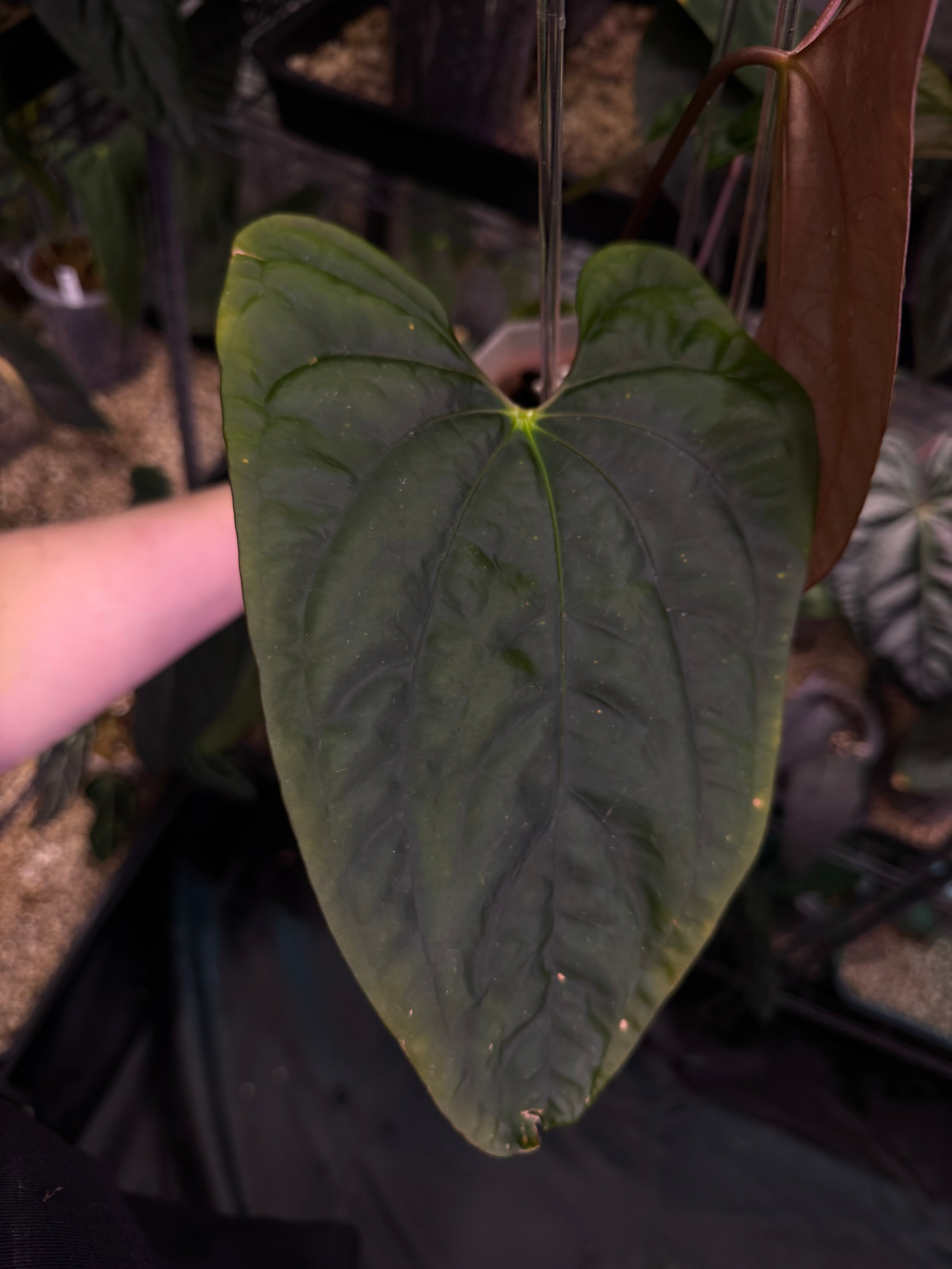 NFS: Anthurium Papillilaminum 'Voldemort' x self