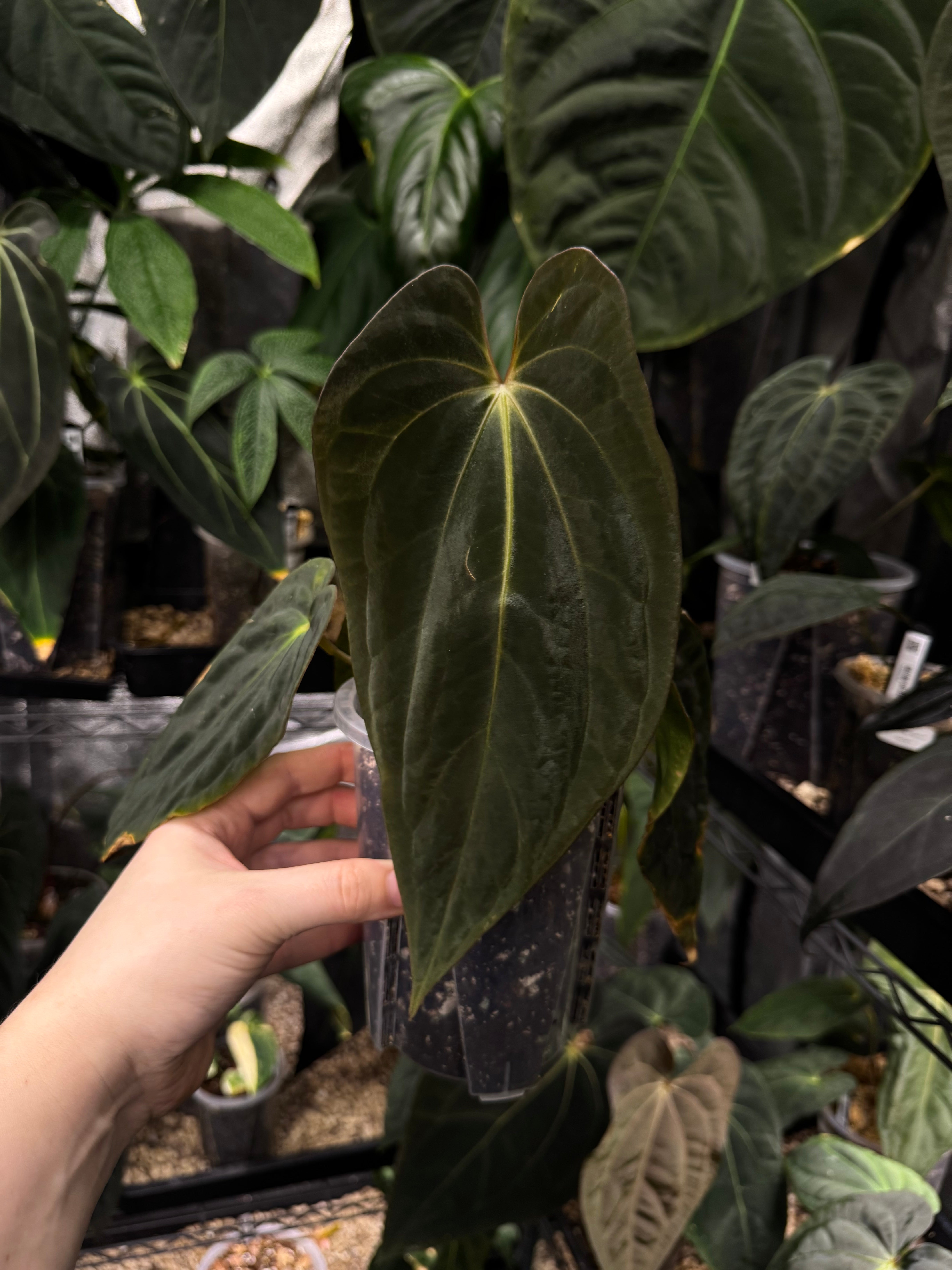 NFS: Anthurium BVEP (Wuhoo)