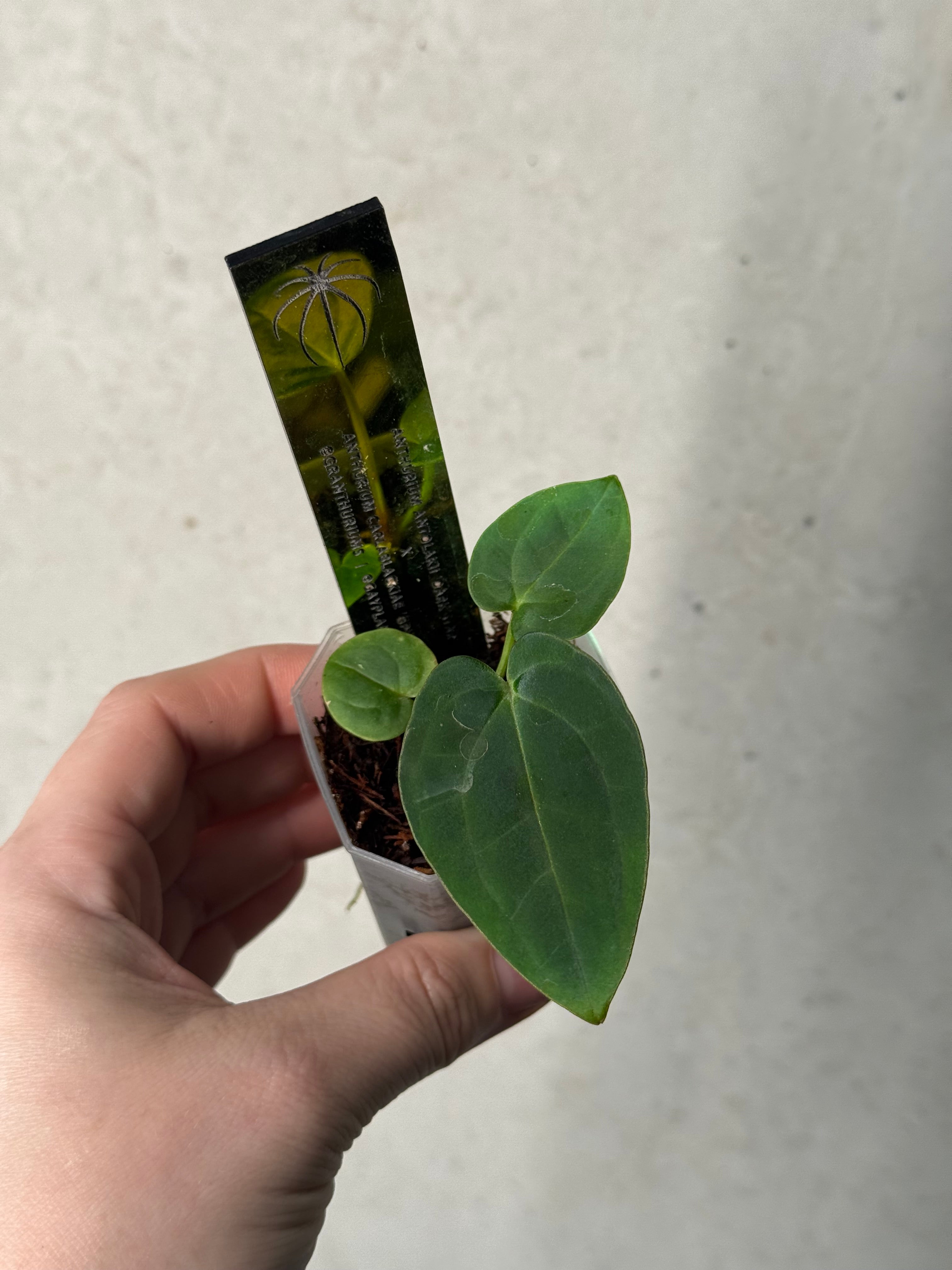 Anthurium BVEP 'Dark Star' x Carlablackiae GPH-001