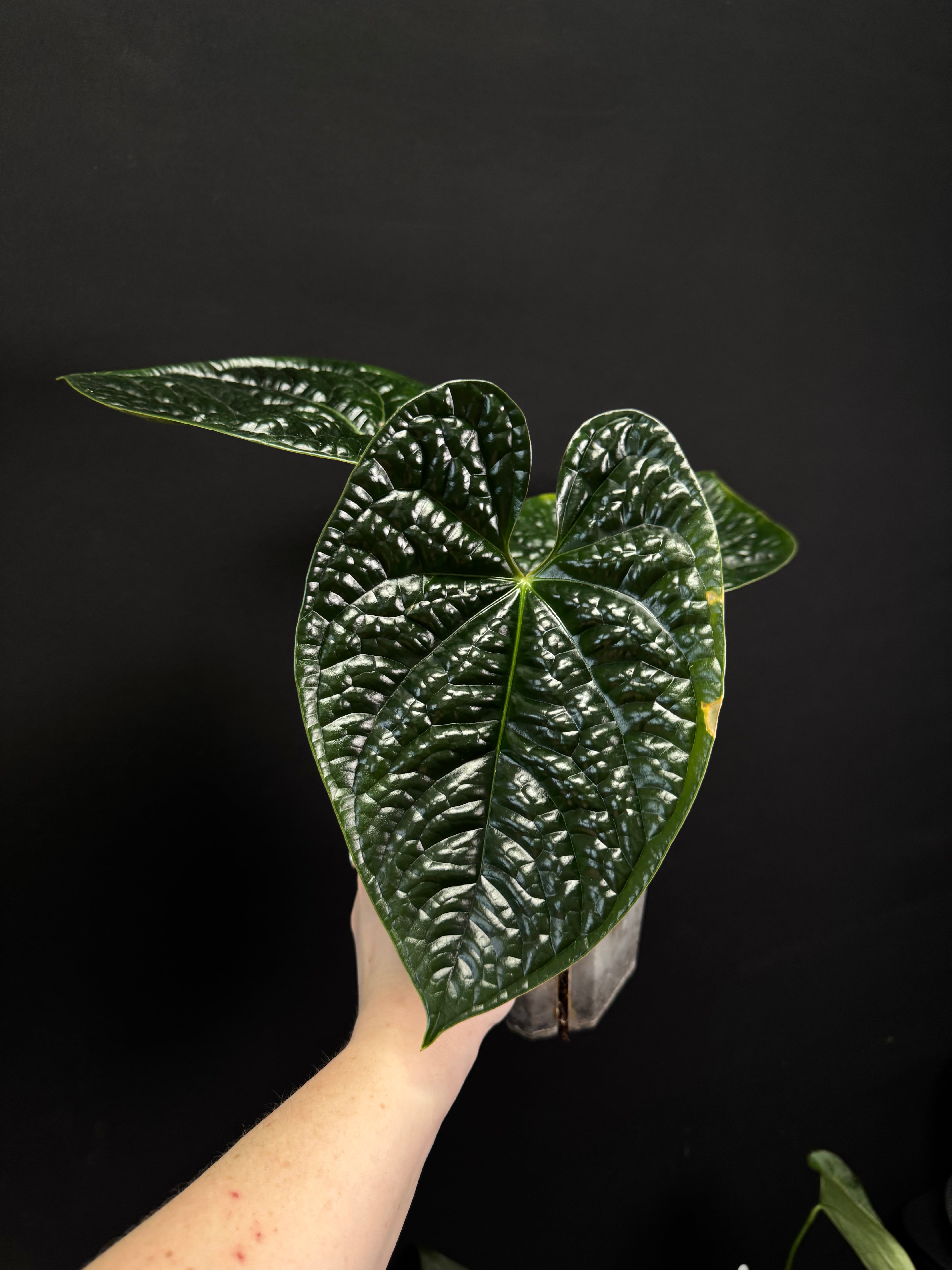 Anthurium Luxurians - SMUKHI