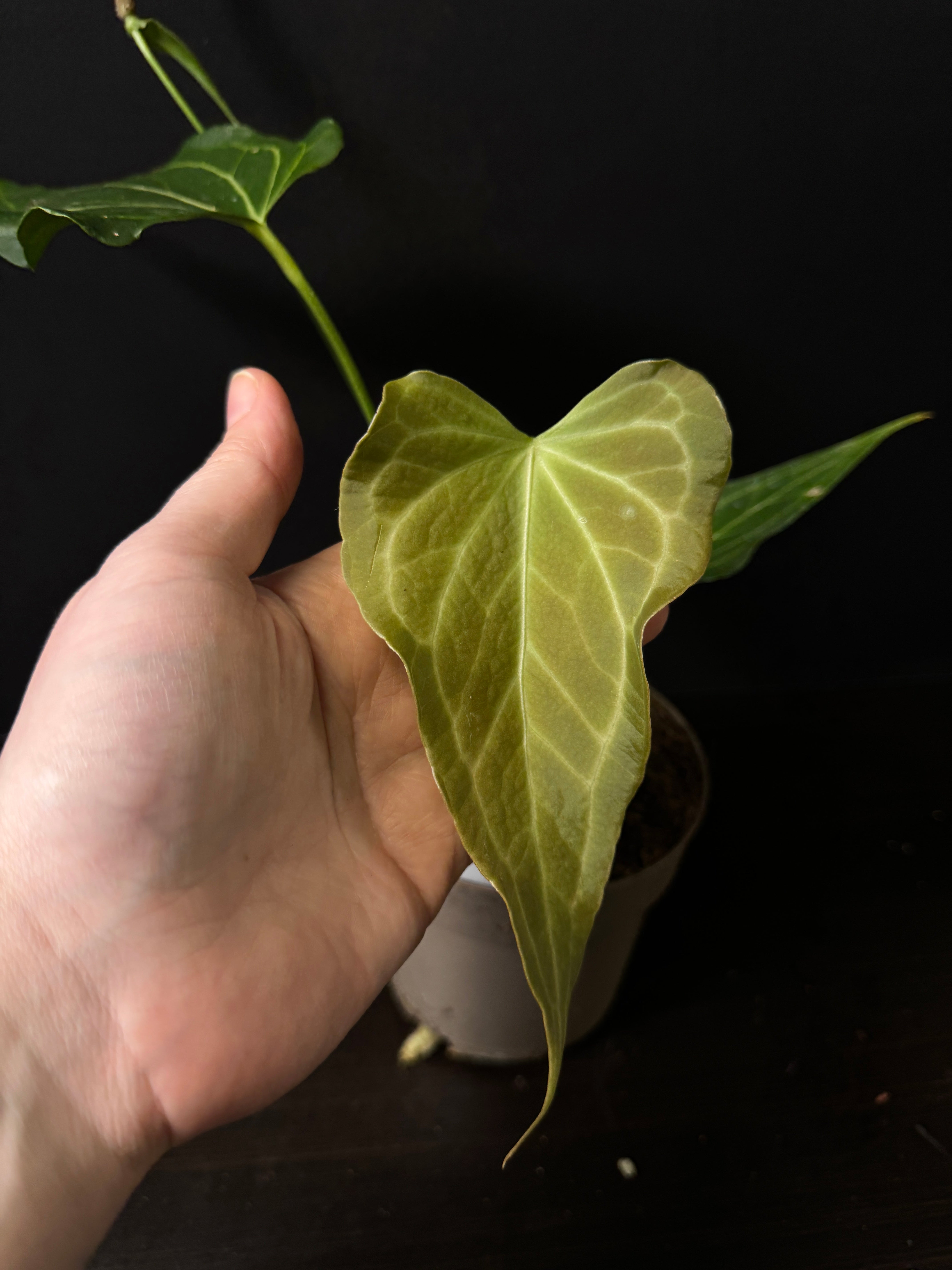 Anthurium 'Delta Force'