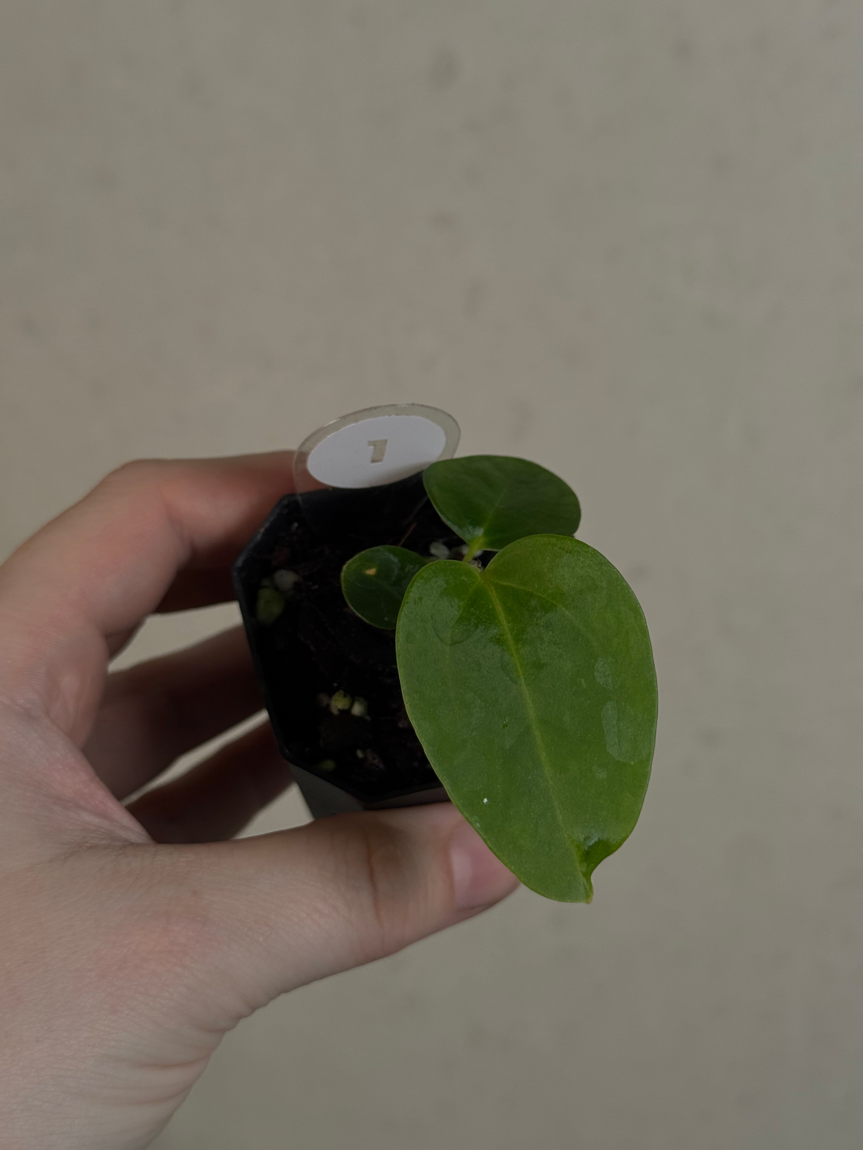 Anthurium Singapore Trilobe x Carlablackiae ‘JPG.1’