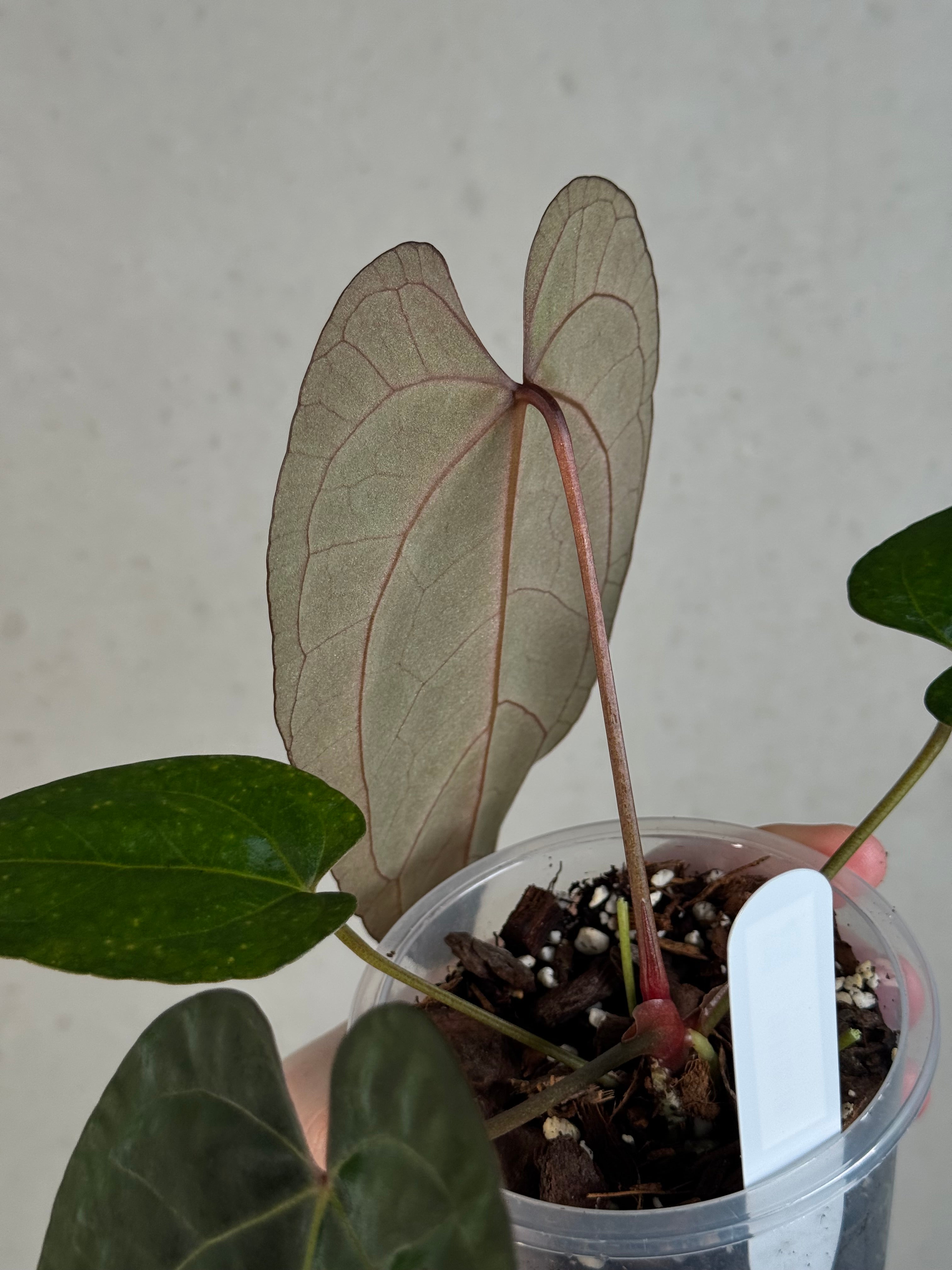Anthurium Ace of Spades Dark Form x Portillae ‘Dorito’