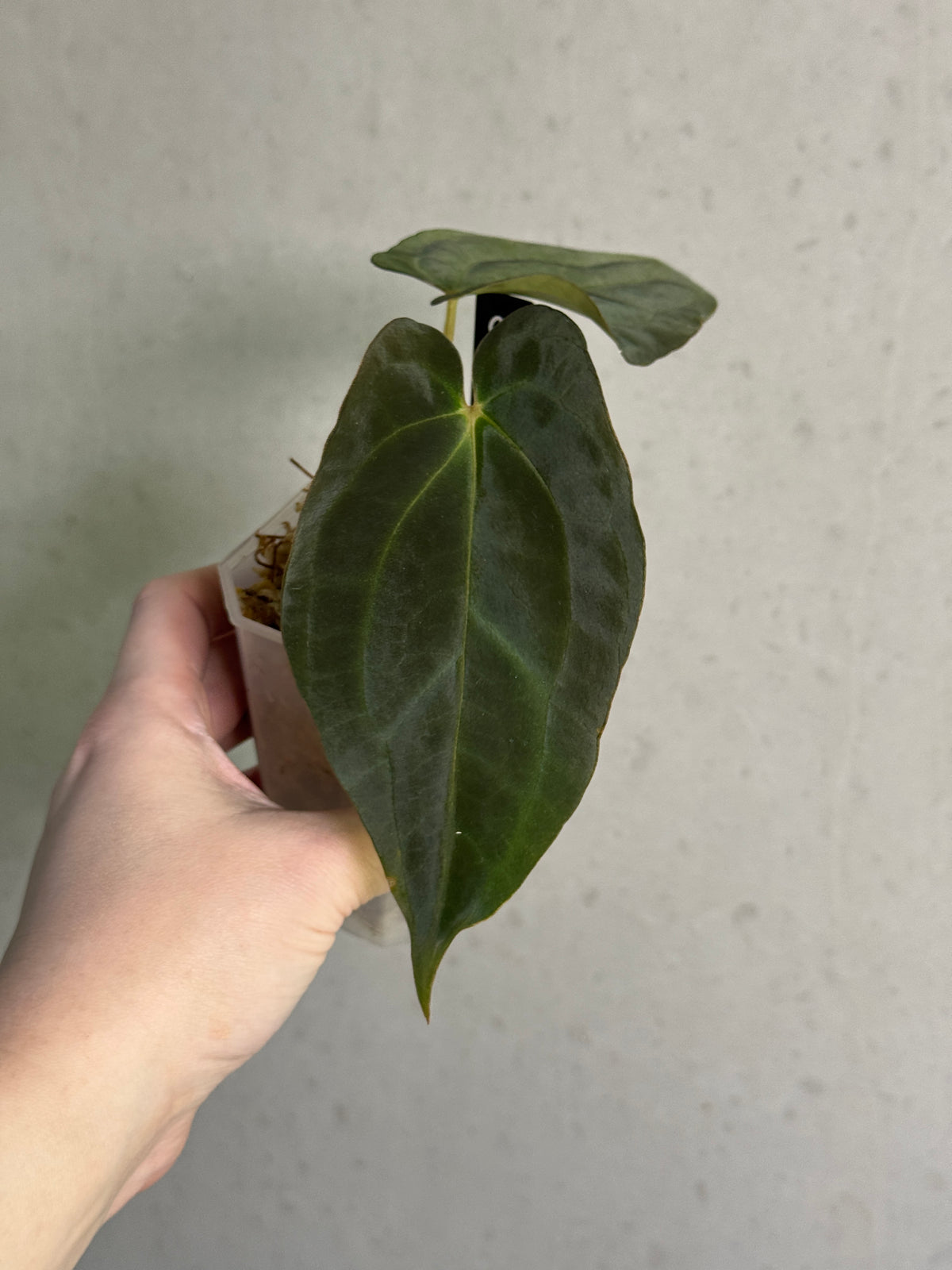 Anthurium Carlablackiae x BVEP plant with dark green and black foliage, potted in a decorative container, by SMUKHI.