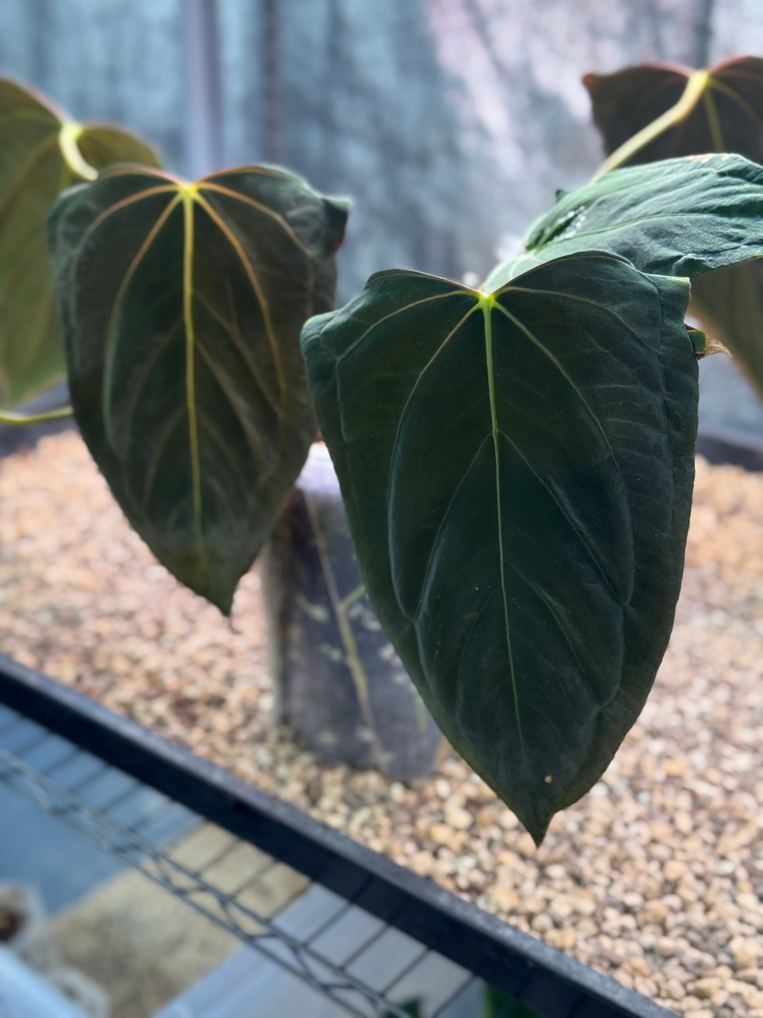 Anthurium Dark Phoenix x Dark Phoenix (Wide Sinus Mutation) - Clone