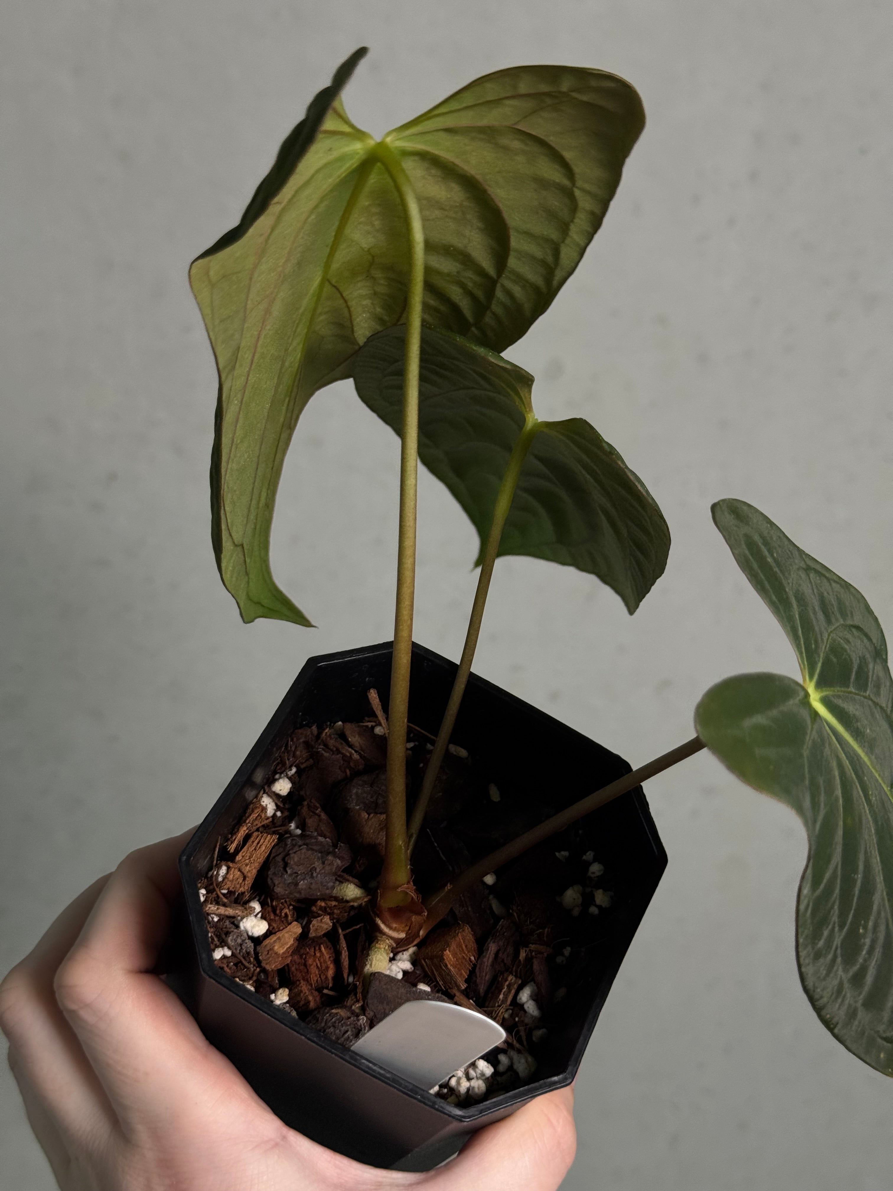 Anthurium RLxFS x Dark Phoenix - SMUKHI