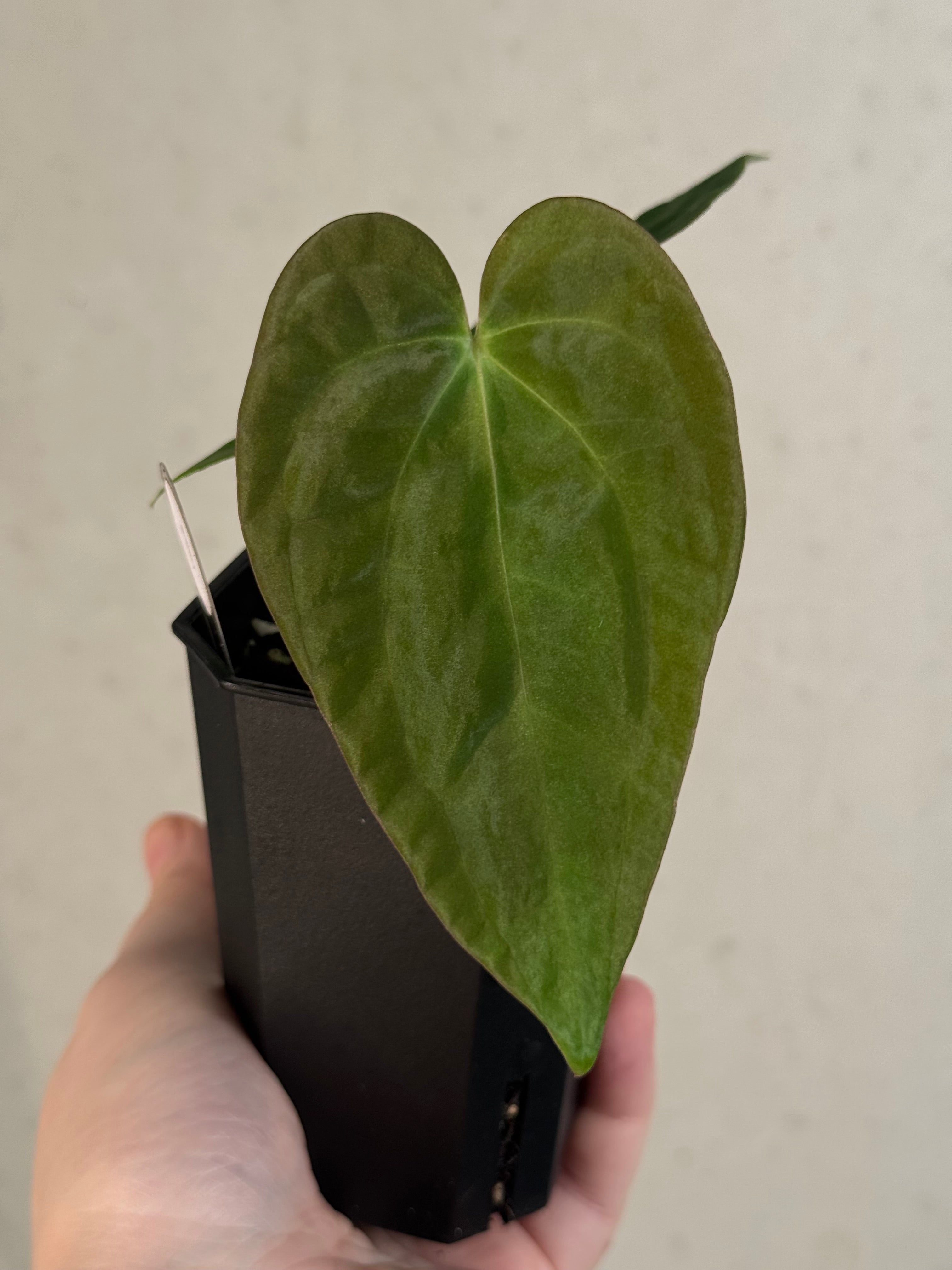 Anthurium Papillilaminum 'Guna Yala' x BVEP (‘Round’ x RA1)