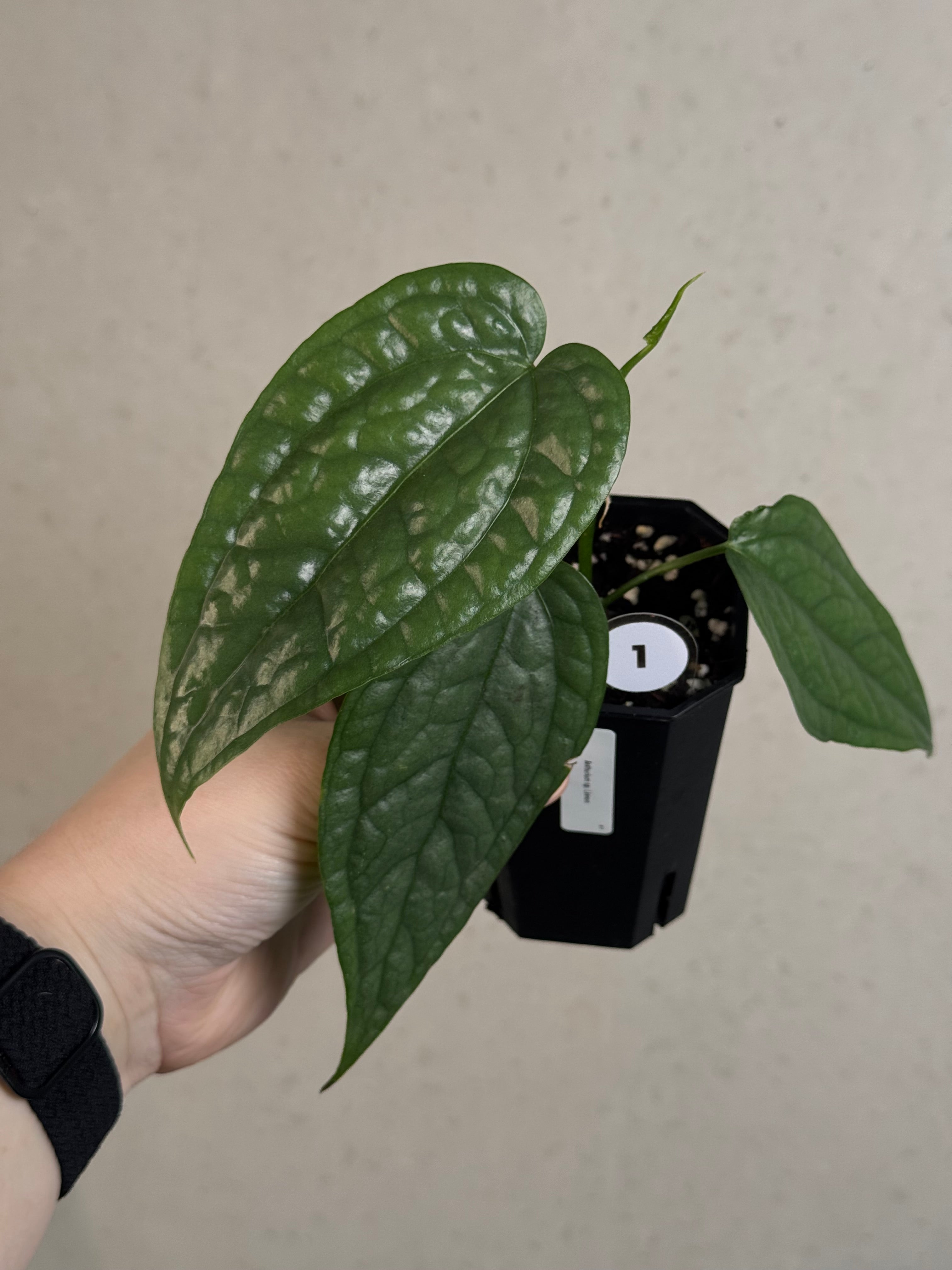 Anthurium sp. Limon