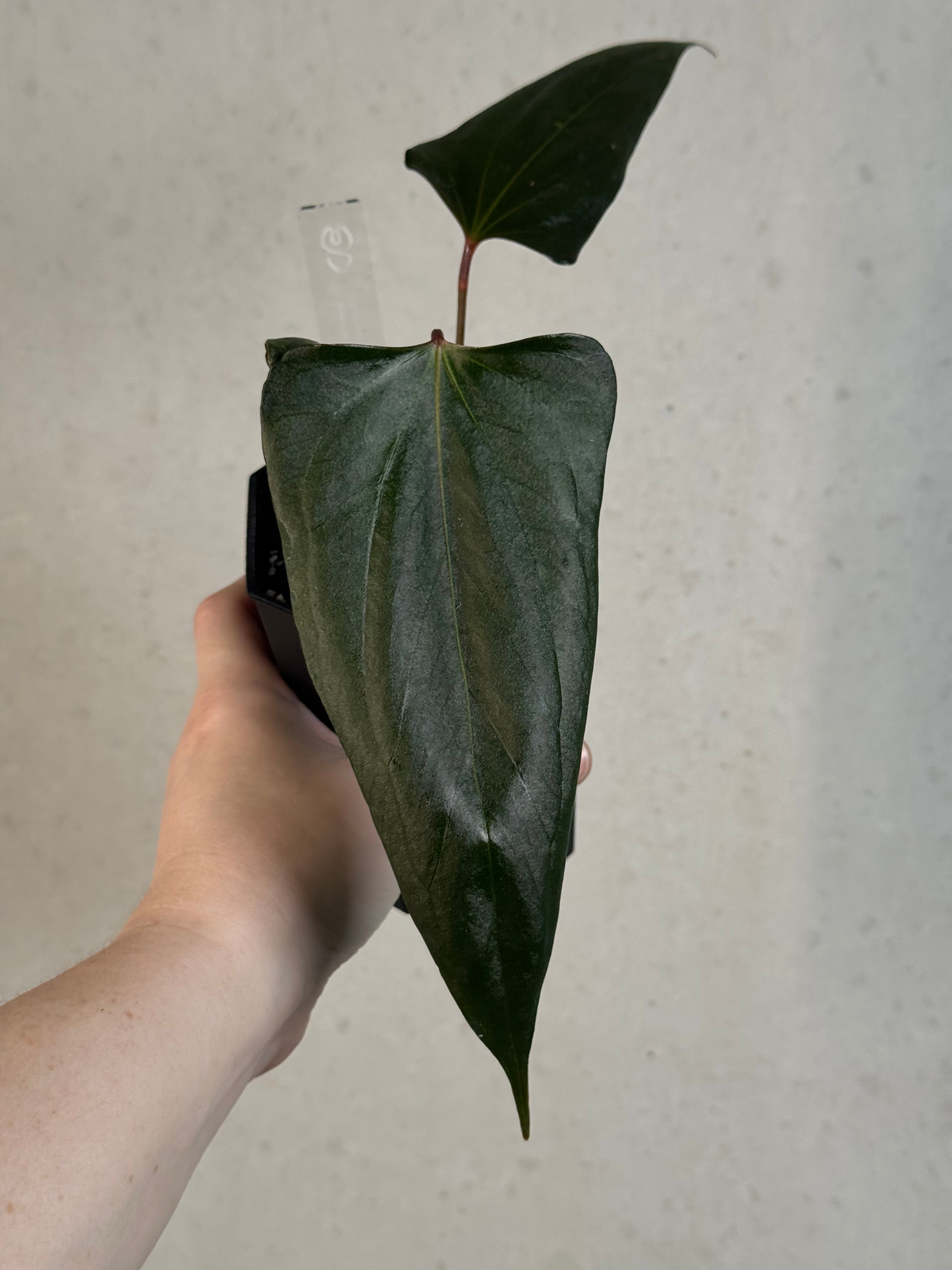 Anthurium ‘Black Sweet’ #2 - Clone