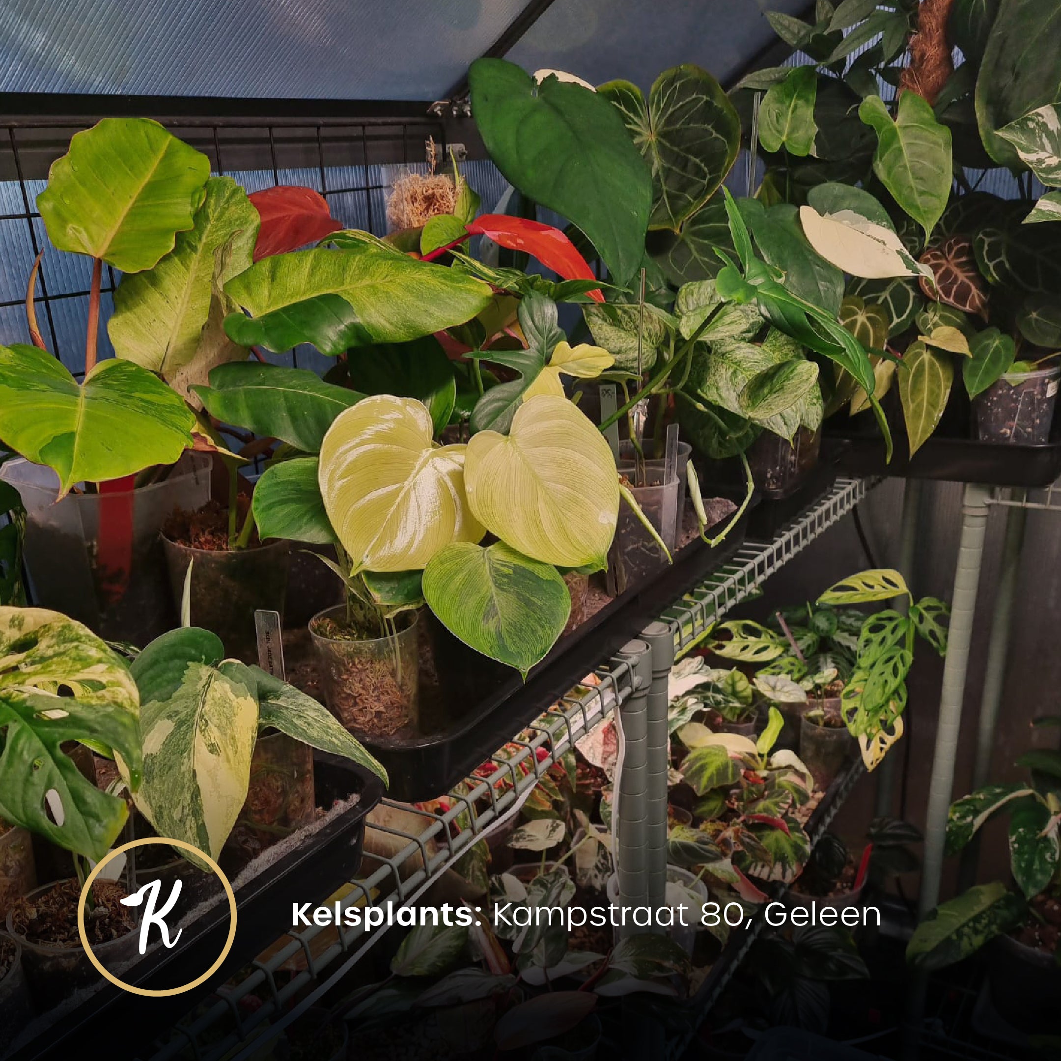 Open House - Free Entry Ticket