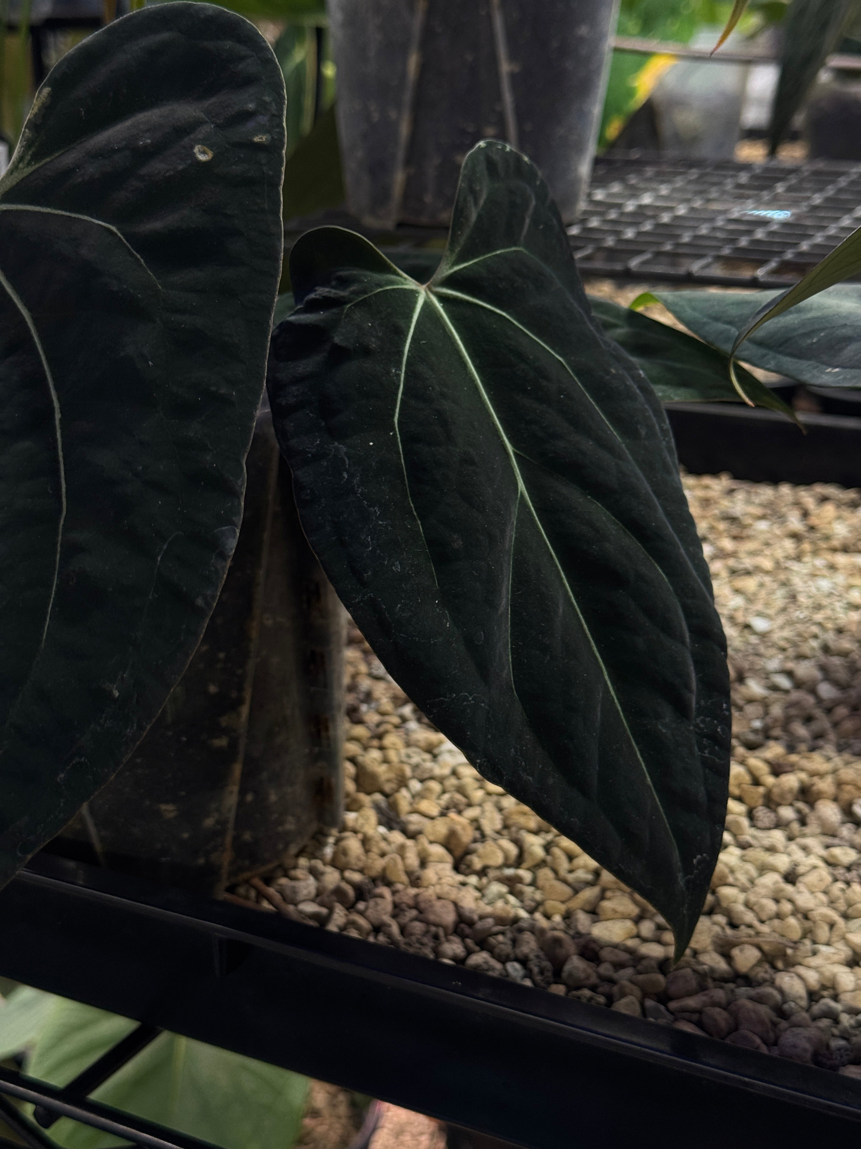 Anthurium plant clone with dark green and black leaves, labeled Crystallinaminum, featuring lush foliage and vibrant leaf patterns.