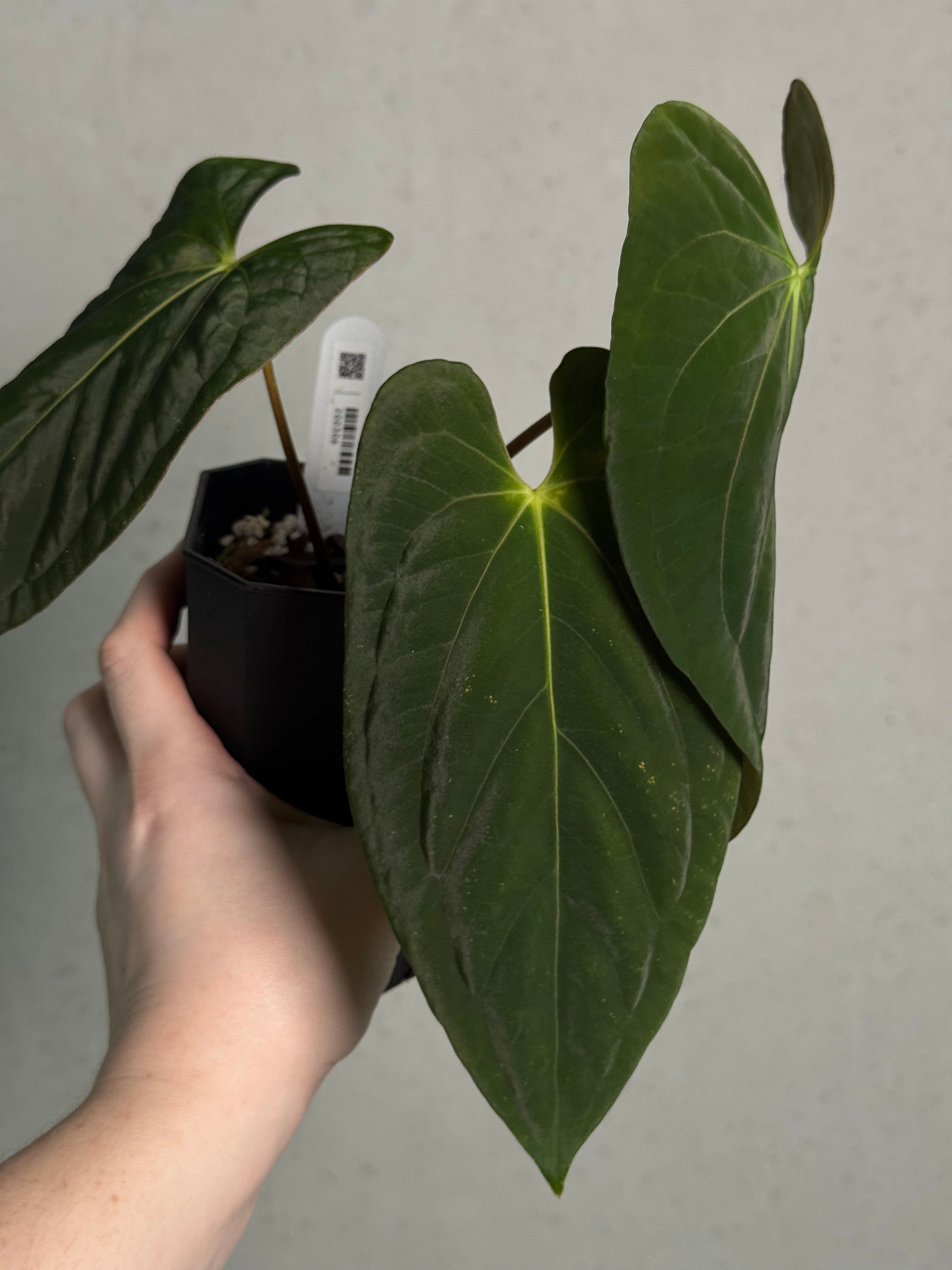 Anthurium RLxFS x Dark Phoenix - SMUKHI