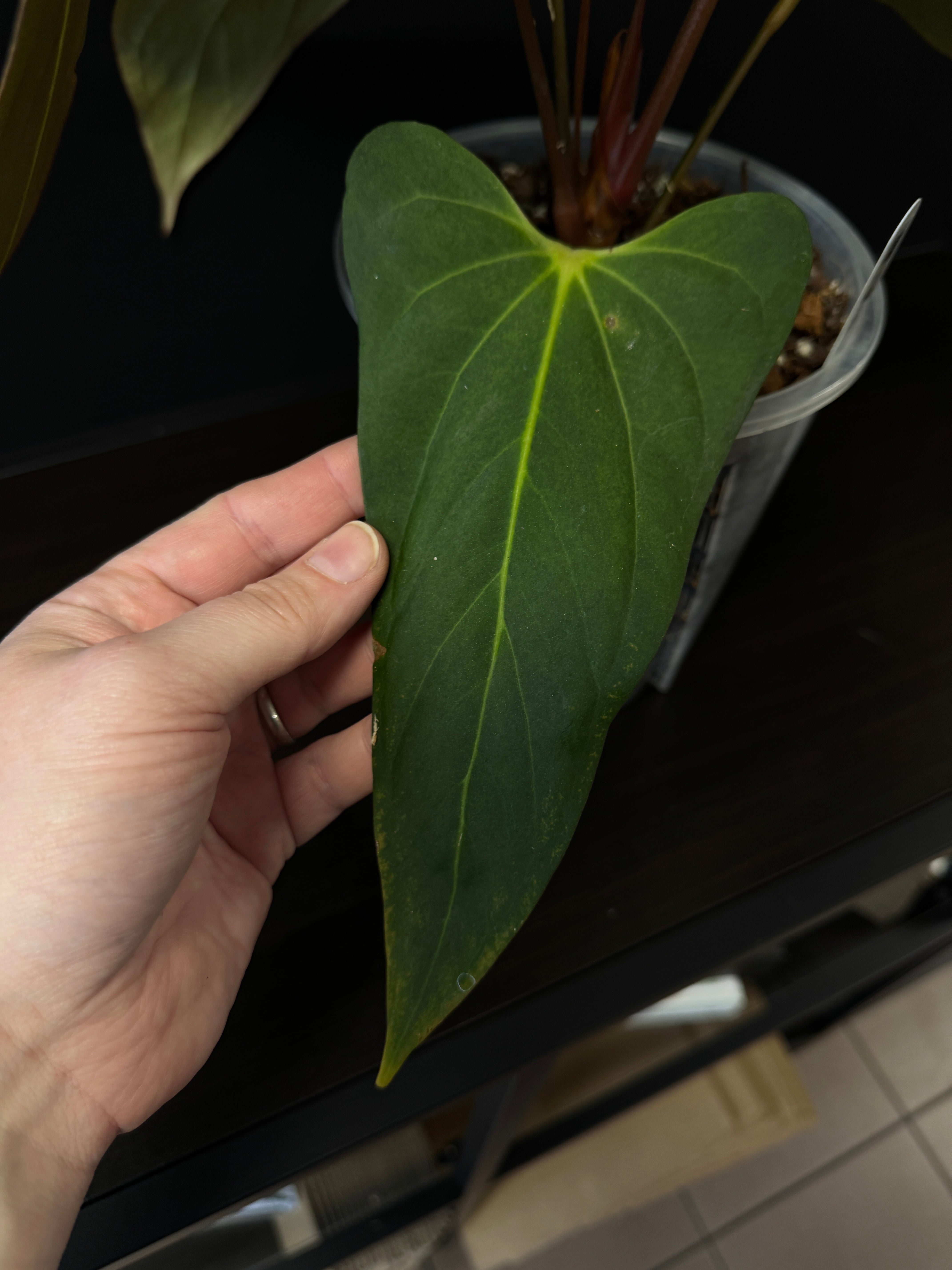 Anthurium 'Cobra' x Fort Sherman