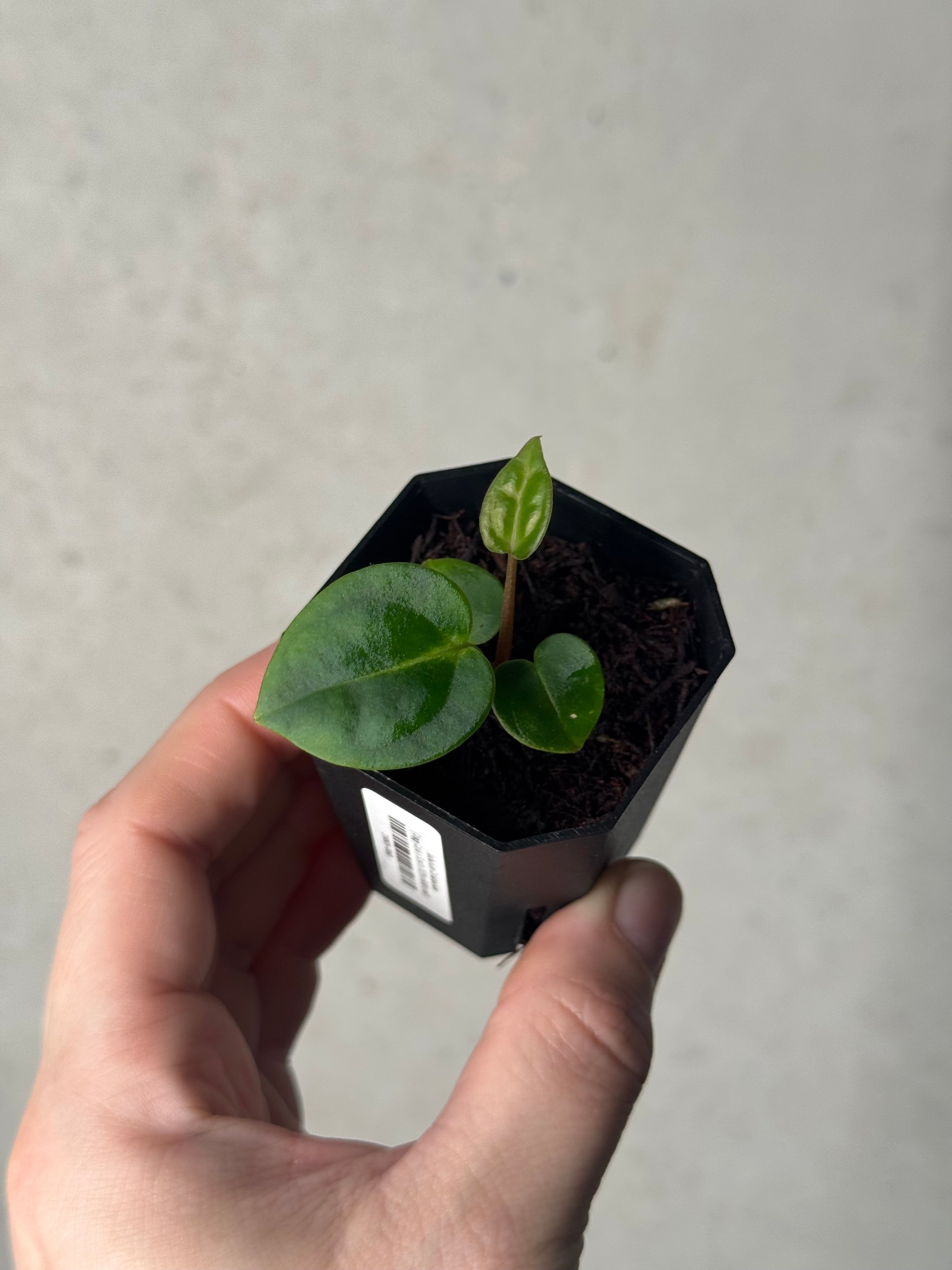 Anthurium Carlablackiae ('Jiggy Carla' x Scott's 2021) x (RA10 x self)
